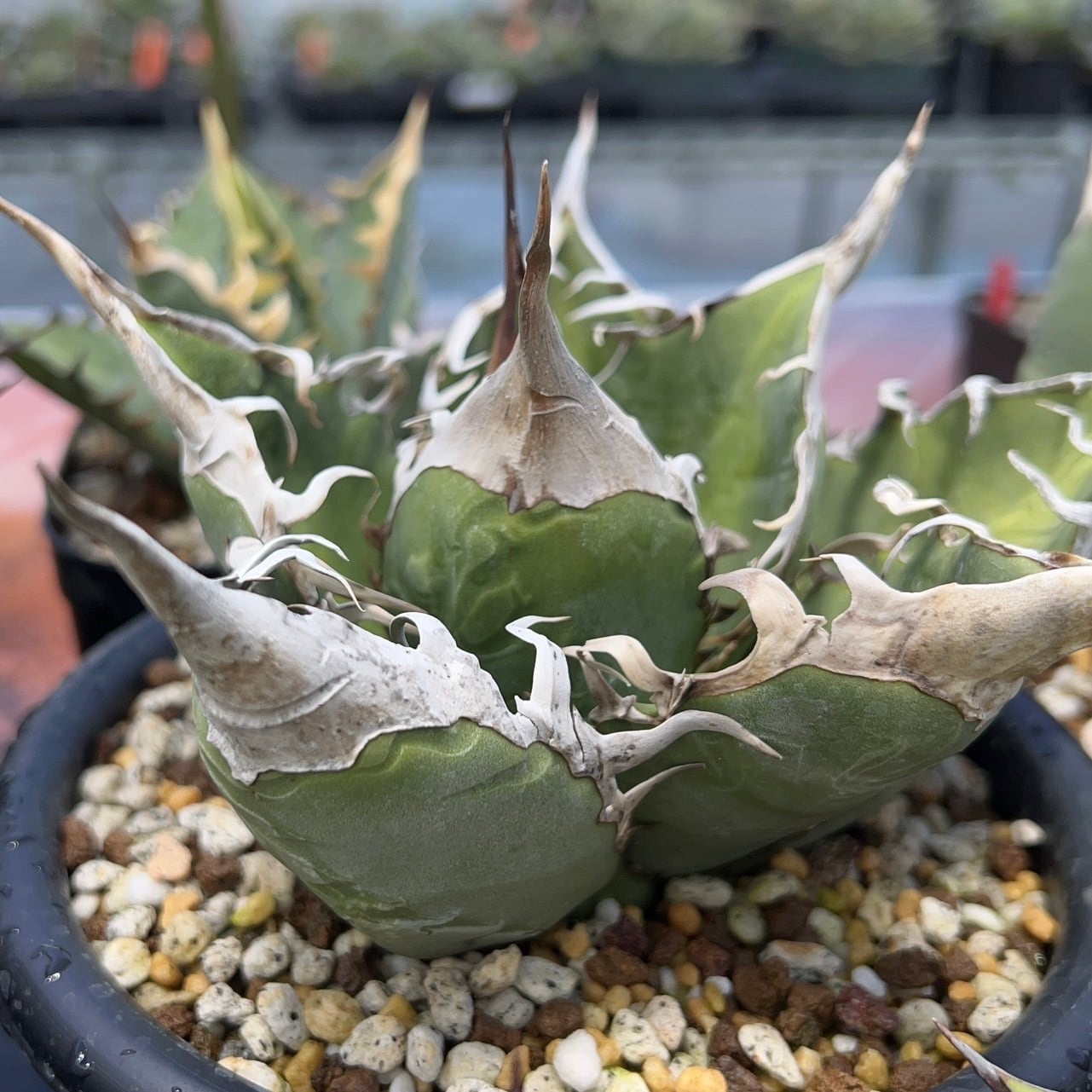 親株】実生オテロイ from Europa アガベ オテロイ 実生】Agave oteroi