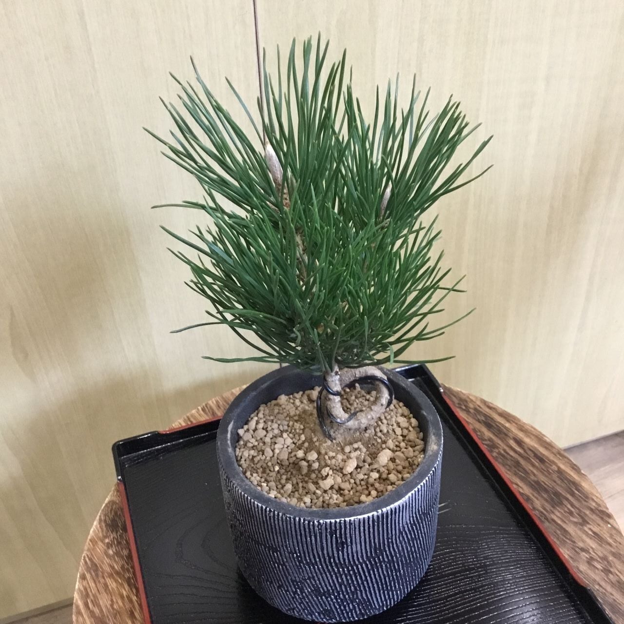 黒松ねじれ 盆栽風 3.5号 | 趣味の園芸と陶器山竹