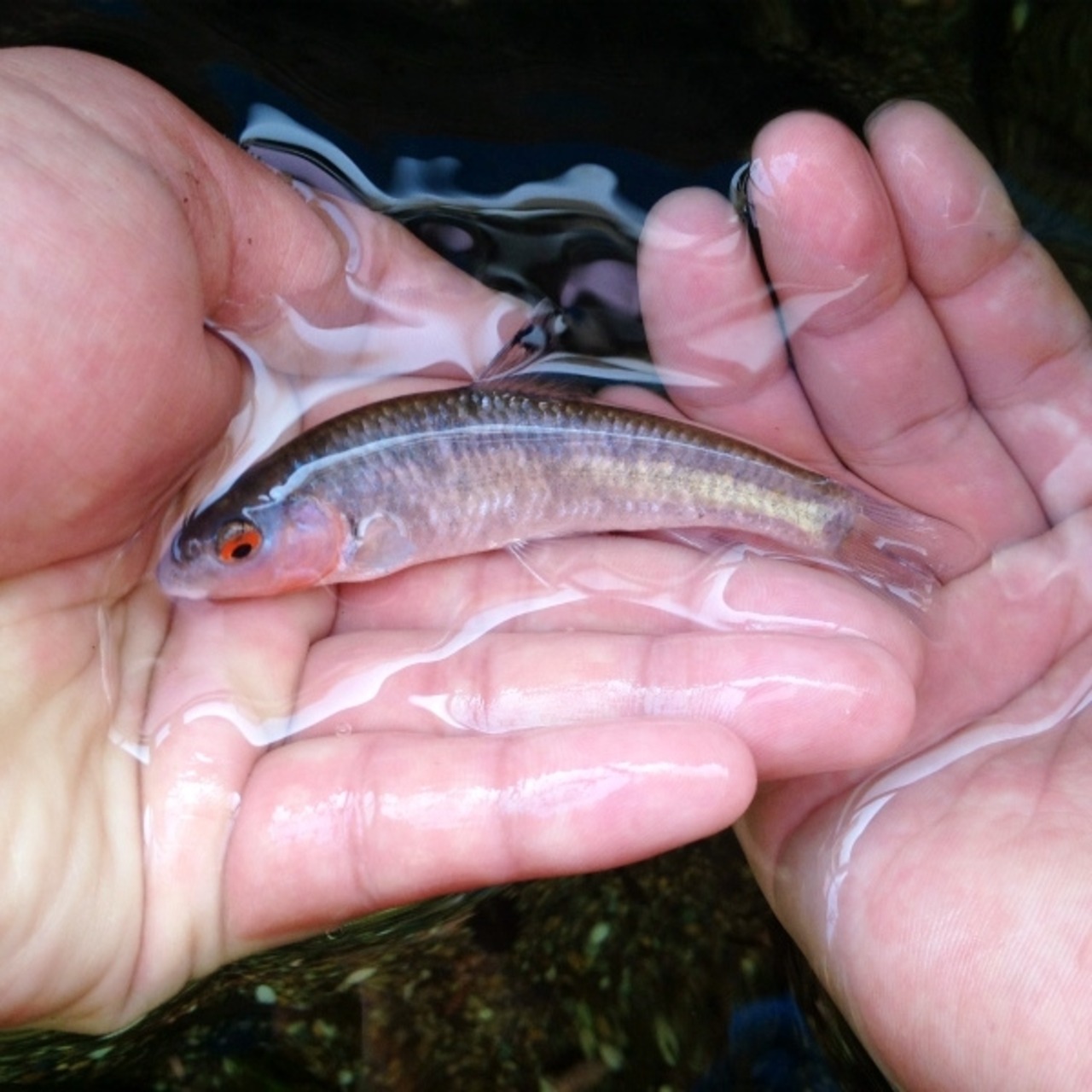 （淡水魚）ヒガイ（ビワヒガイ）　8～12cm±（オス・1匹）【生体】