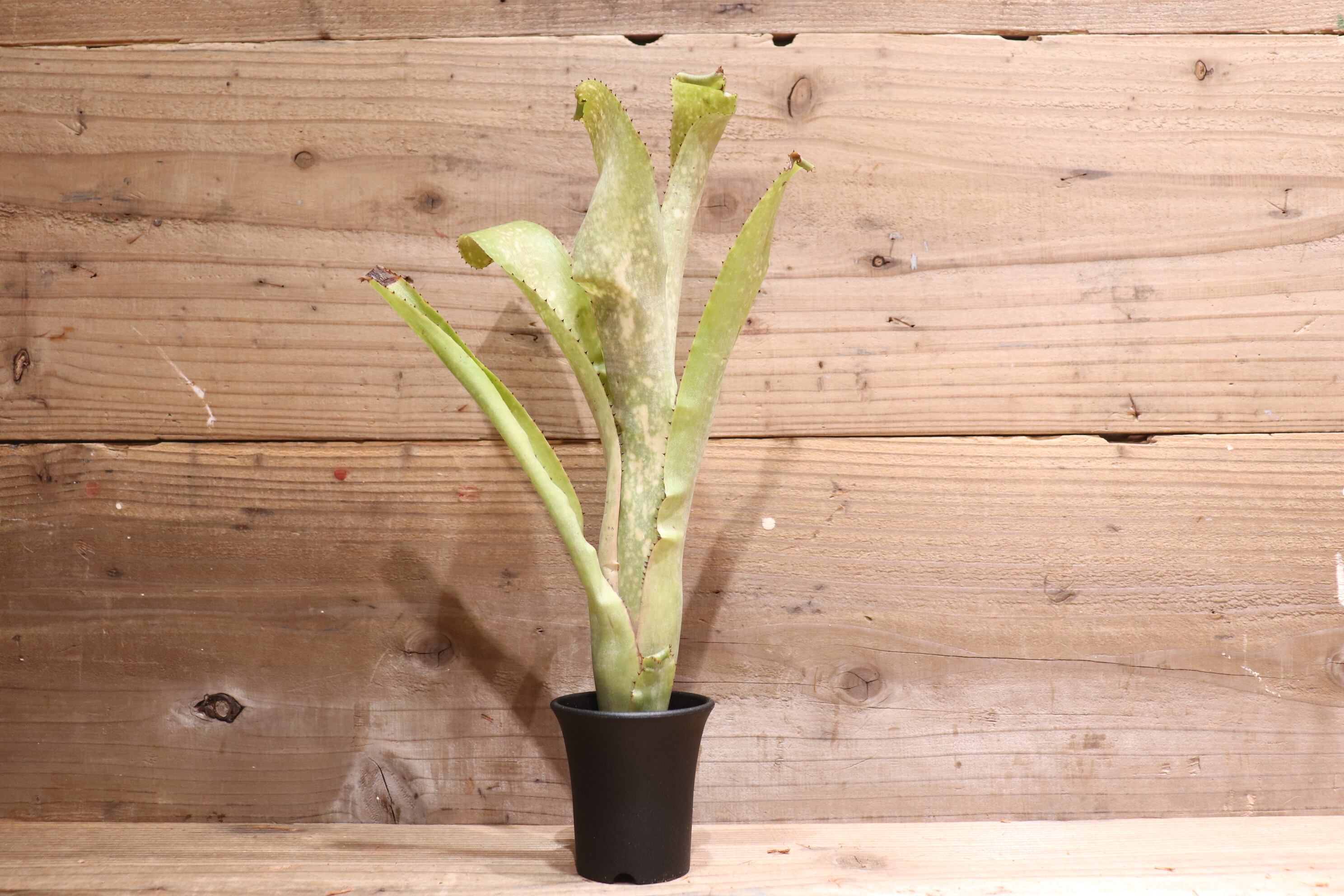 送料無料】 Billbergia 'Kolan Accord' x 'Kolan White pearl