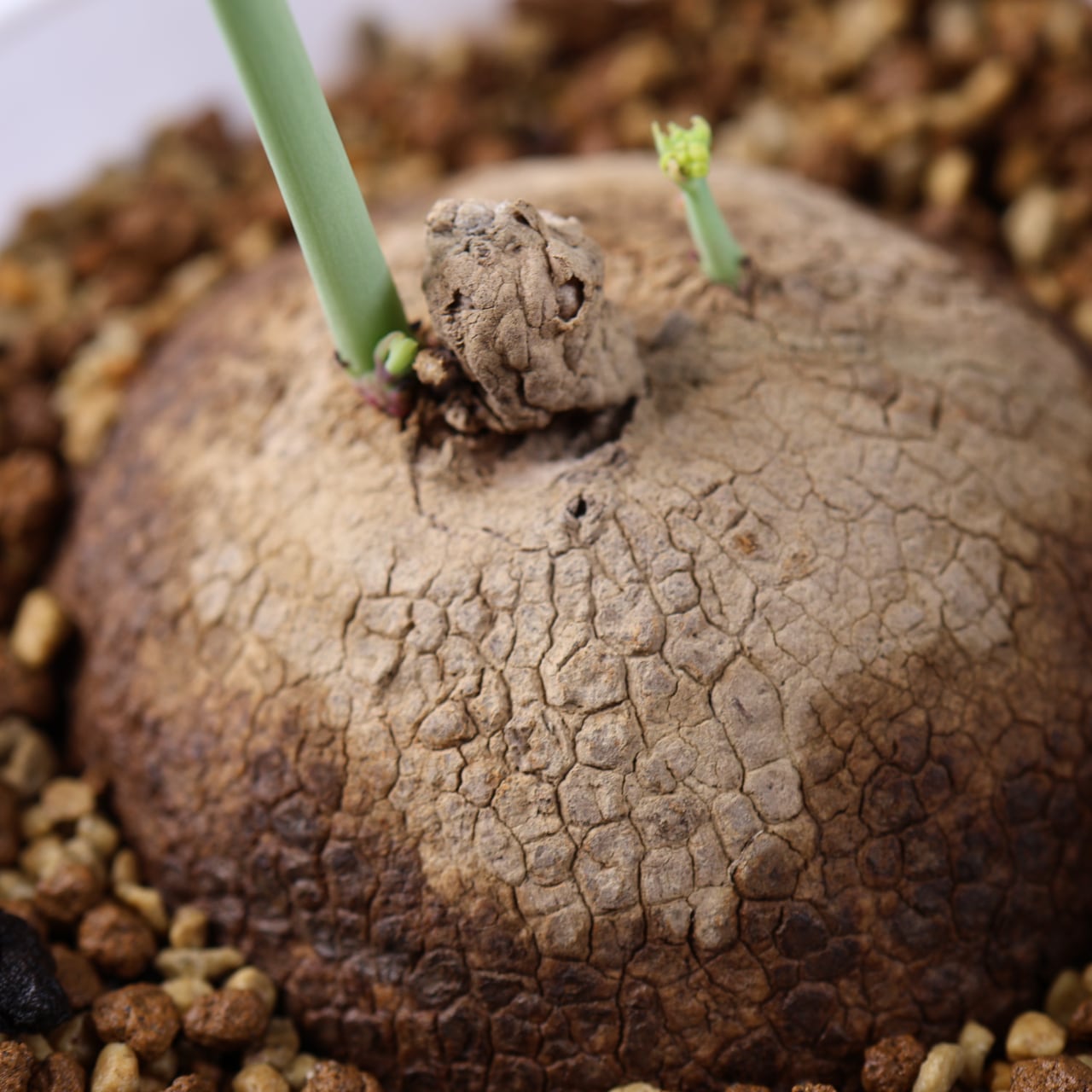 728『ステファニア エレクタ』 観葉植物【送料無料】 | MARX PLANTS