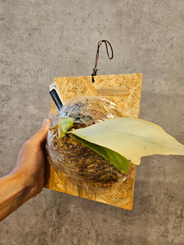 P.willinckii Kabkeaw 【artPLANTs】 ビカクシダ/Platycerium