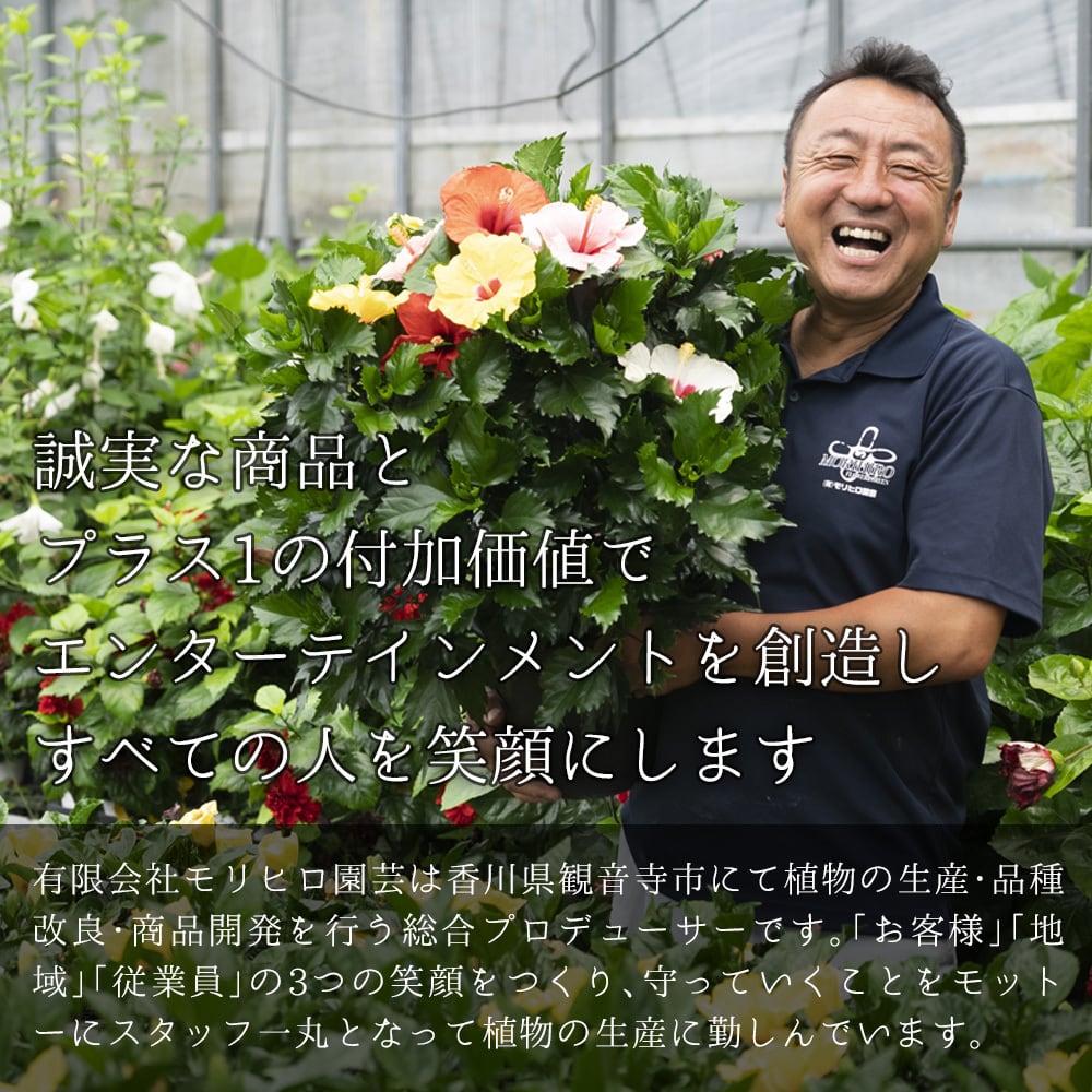 ロングライフハイビスカス3.5号4色MIX【屋内向け】 | RIVER FOREST