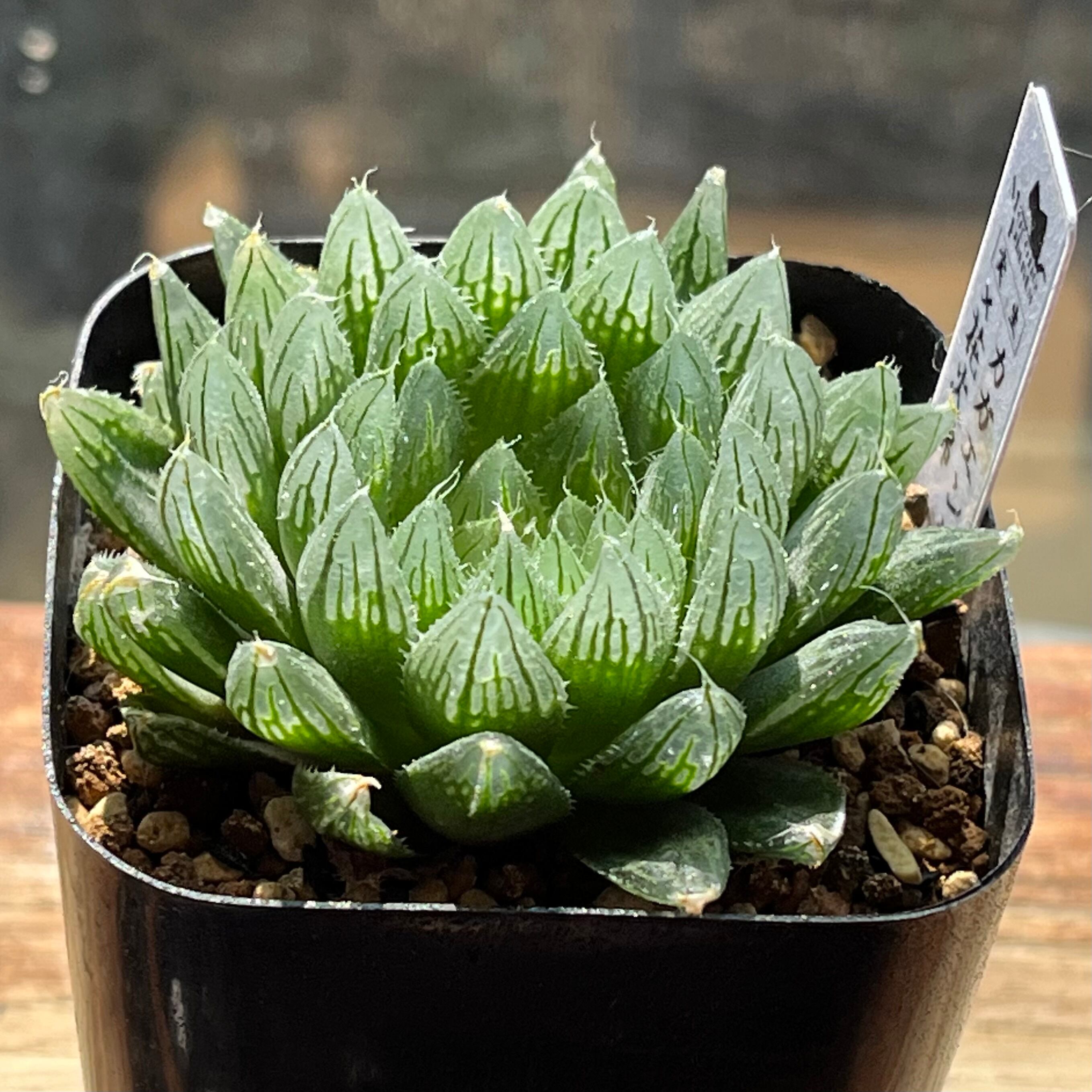 ハオルチア ドドソン紫オブツーサ錦×美の壺 実生 | mocono_plants