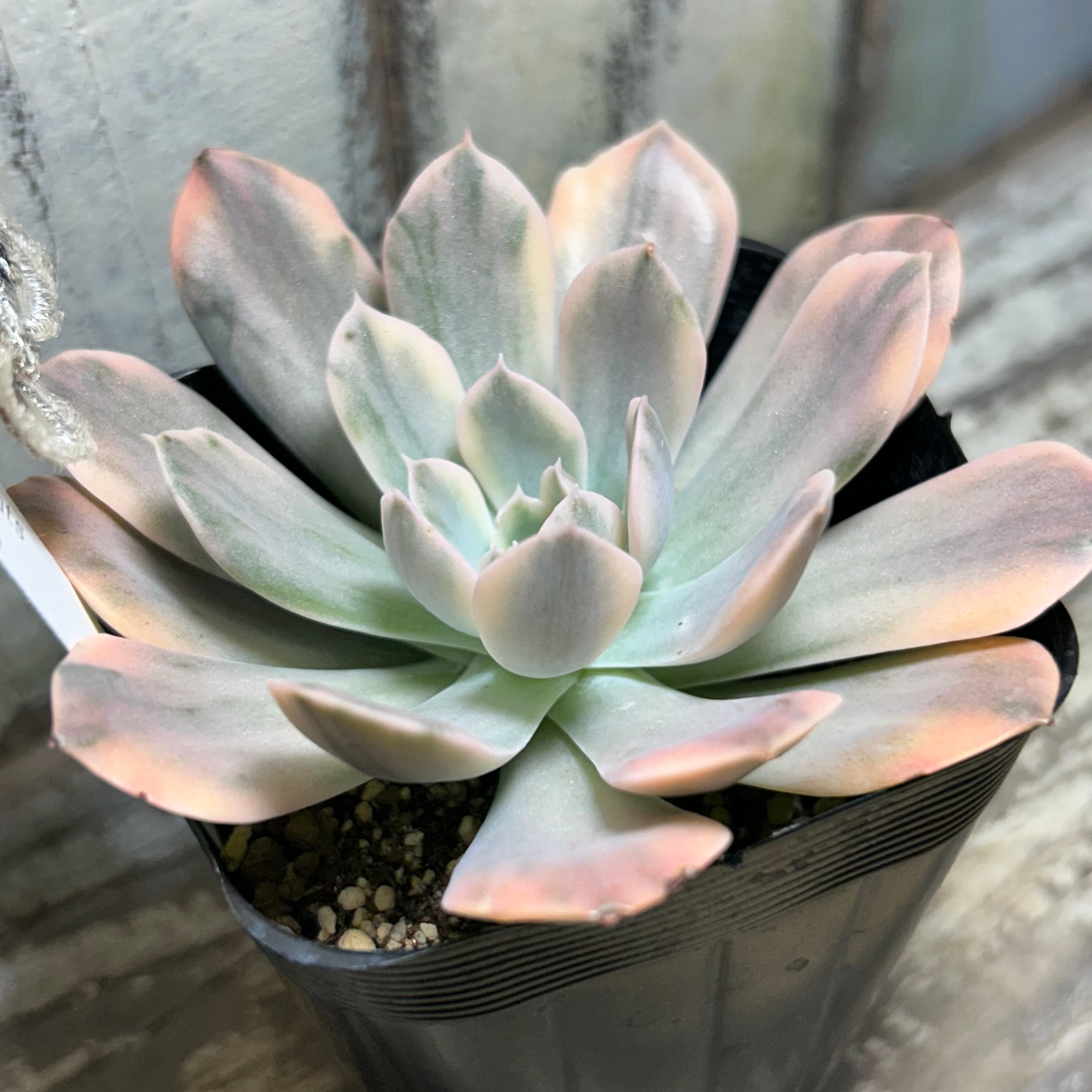 多肉植物 ルンヨニー 白い子セット