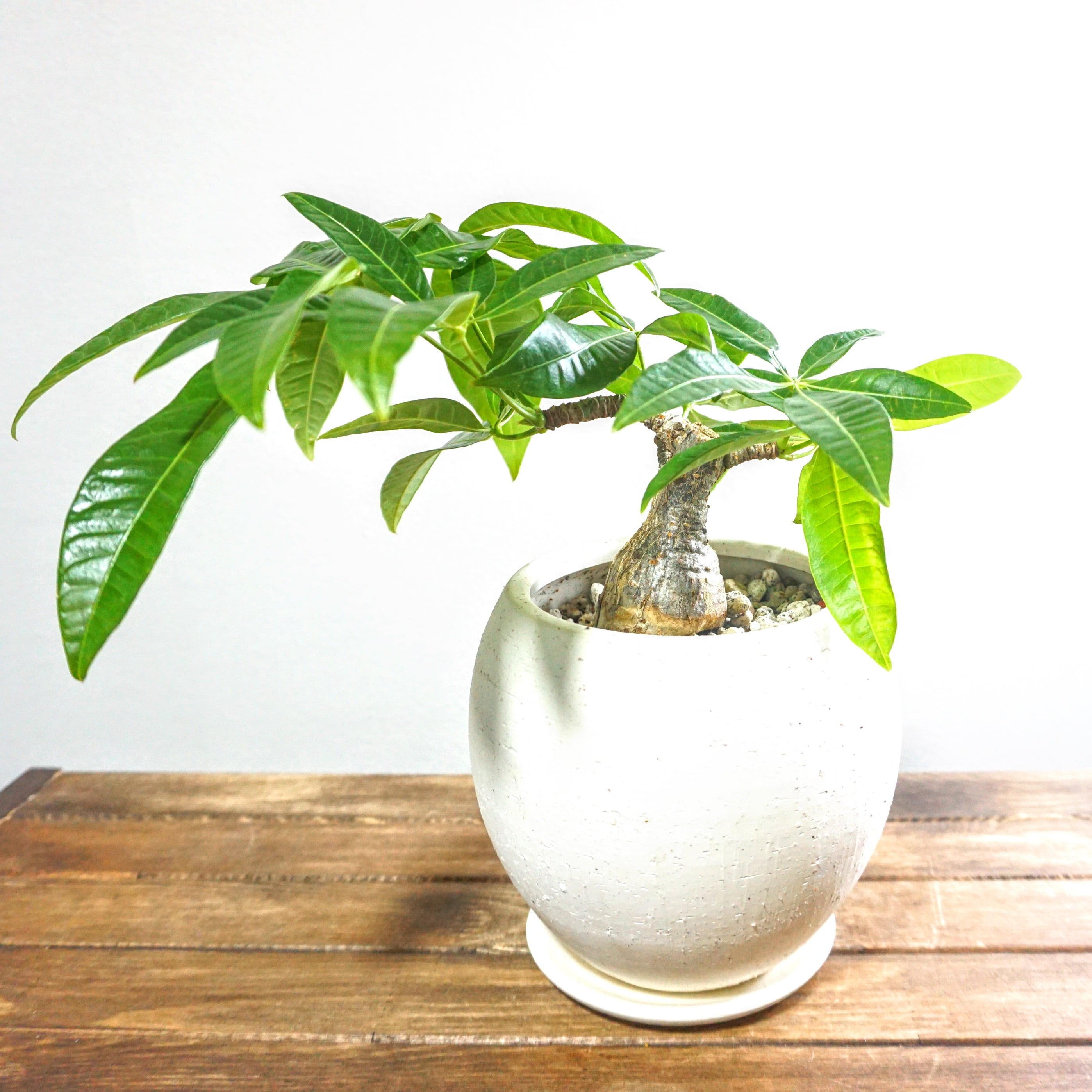 実生 パキラ 観葉植物 Plants Link