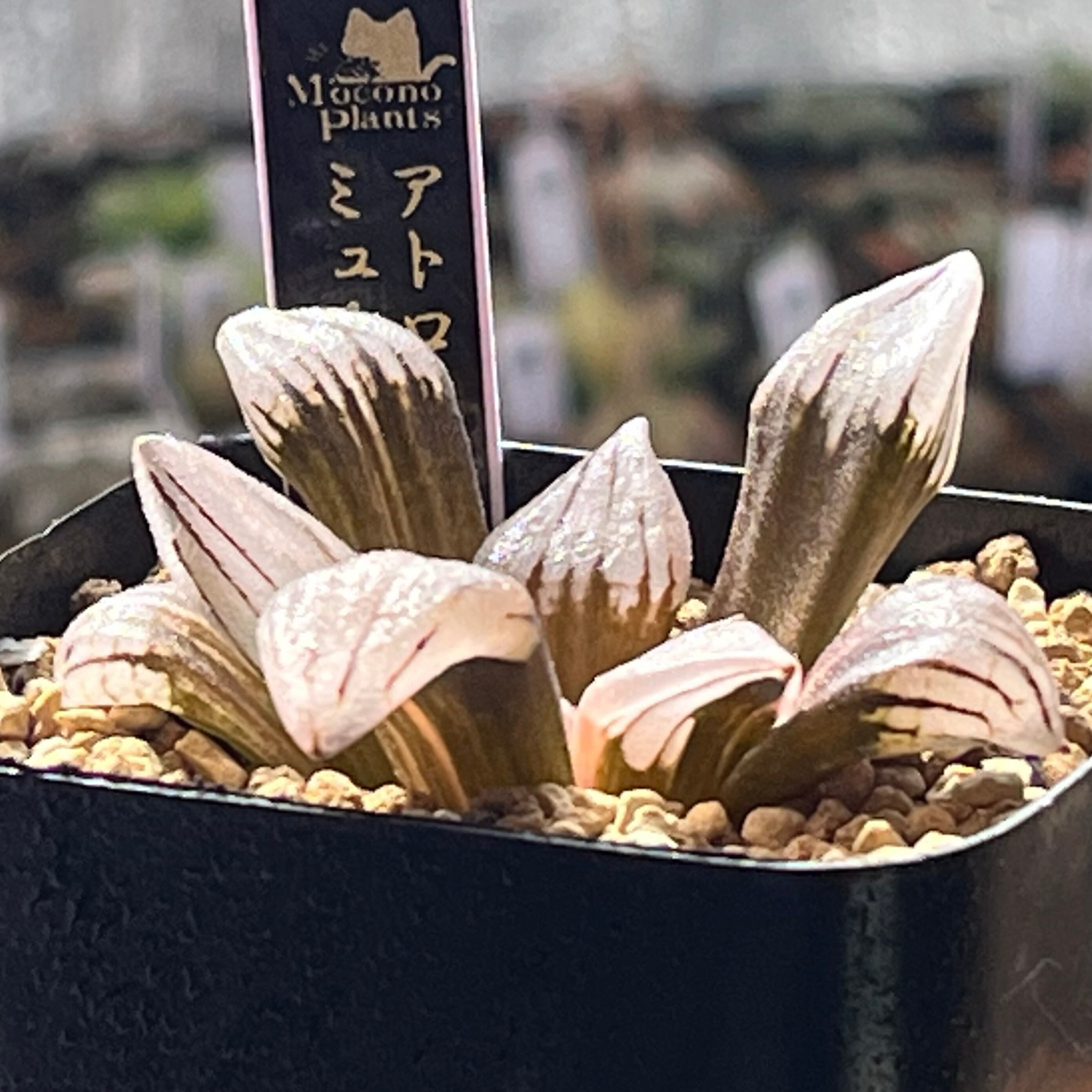 ハオルチア アトロフスカミュータント錦 | mocono_plants
