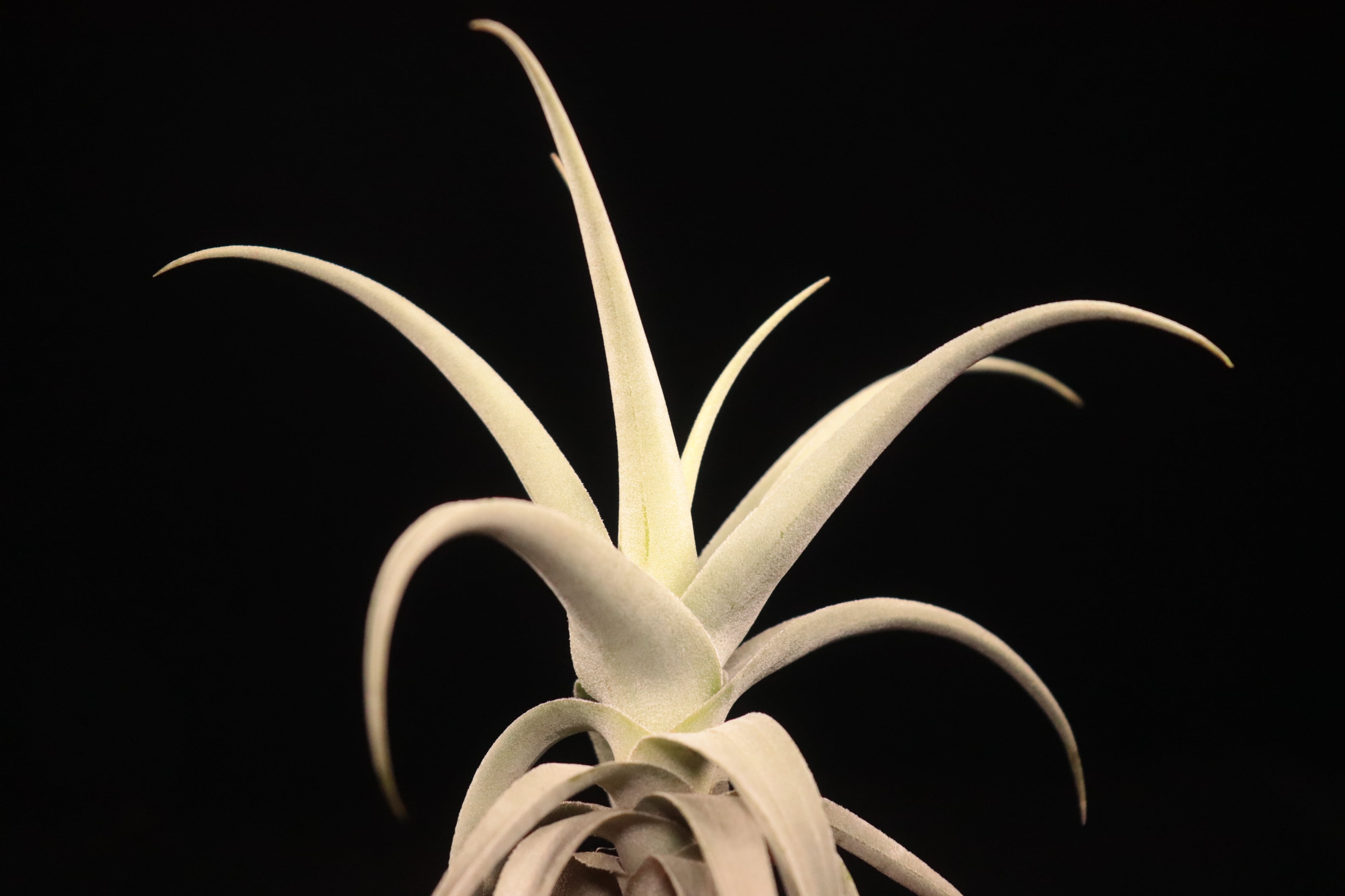 Tillandsia Fat Boy (T. streptophylla x roseoscapa) Tillandsia