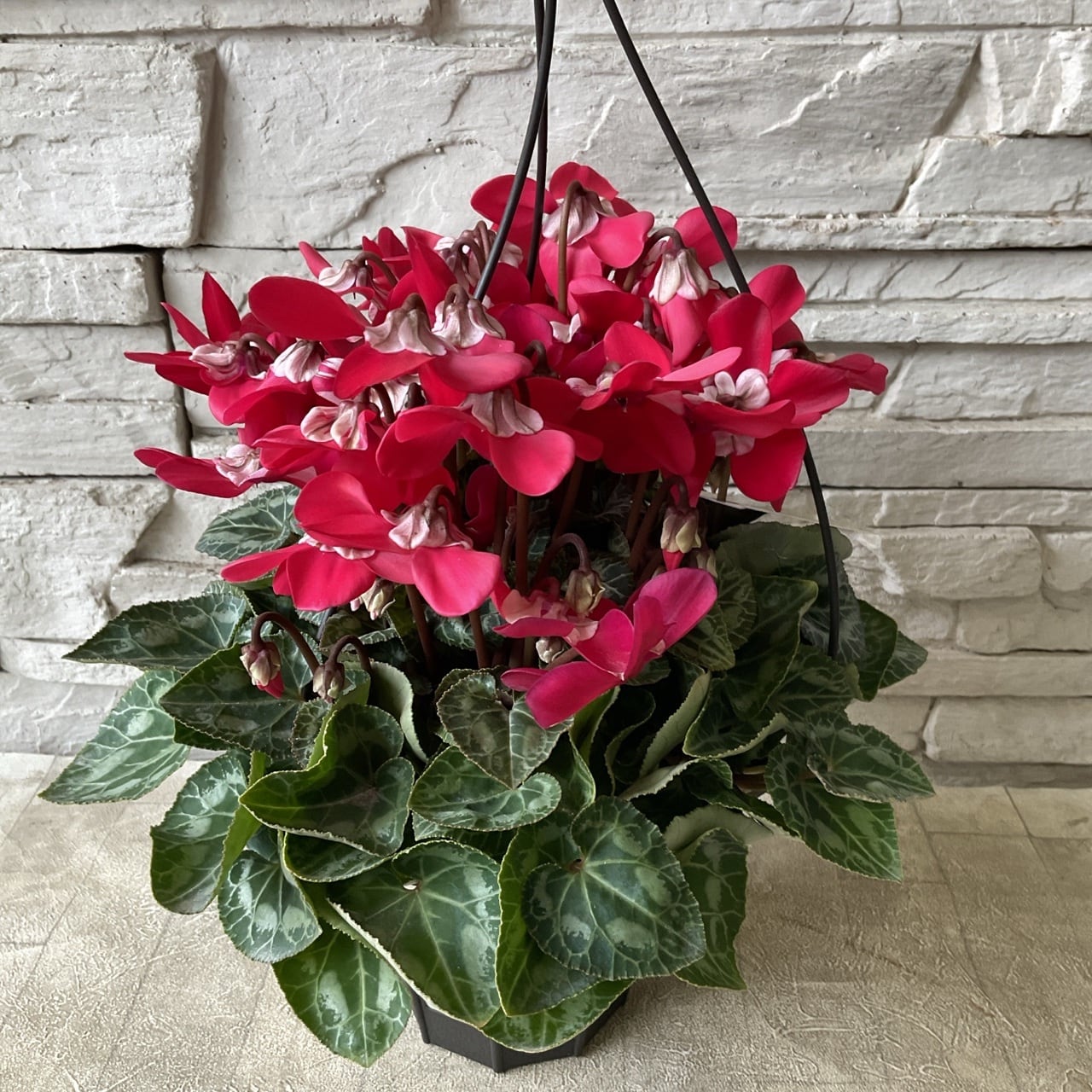 まつのり　シクラメン　セット シクラメン ジックス 吊り鉢 選べる♪2色 5寸鉢 | 橋本種苗園