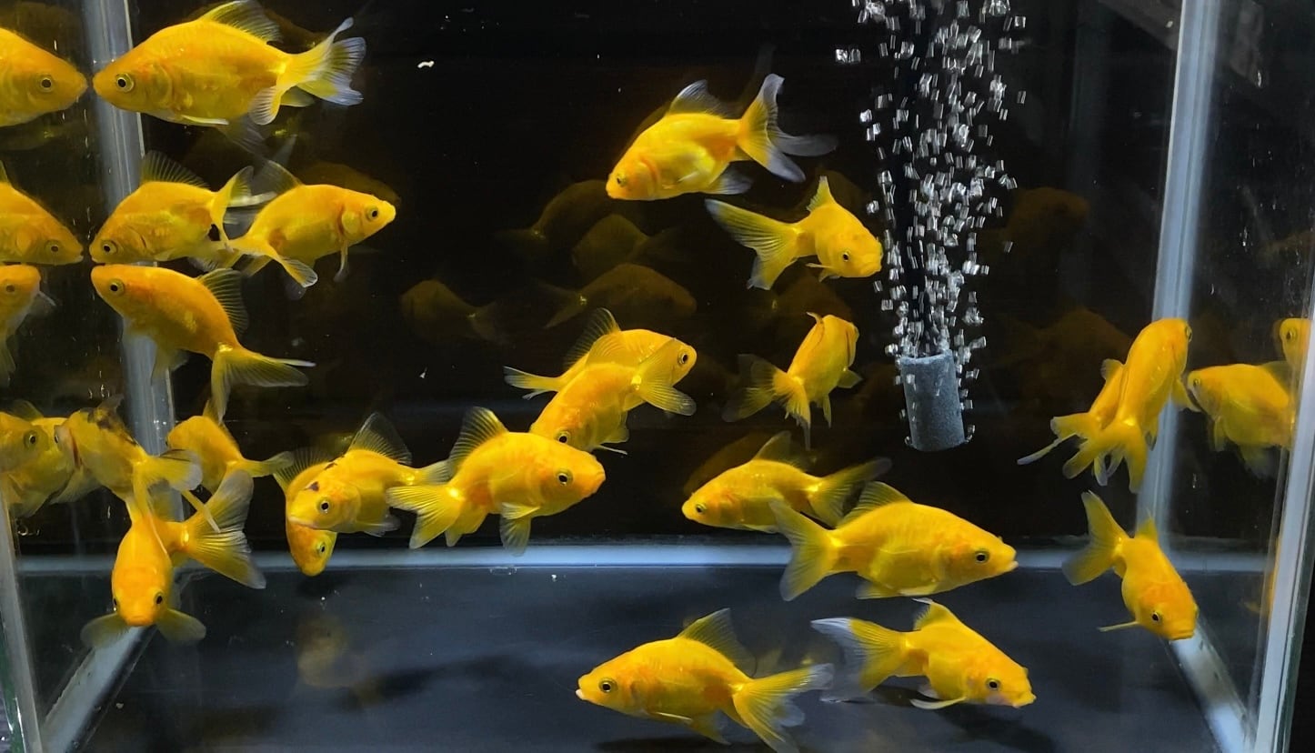 吉野養魚場産 ドラゴンスケール黄金魚 1匹 | アクアヒーリング プレアデス