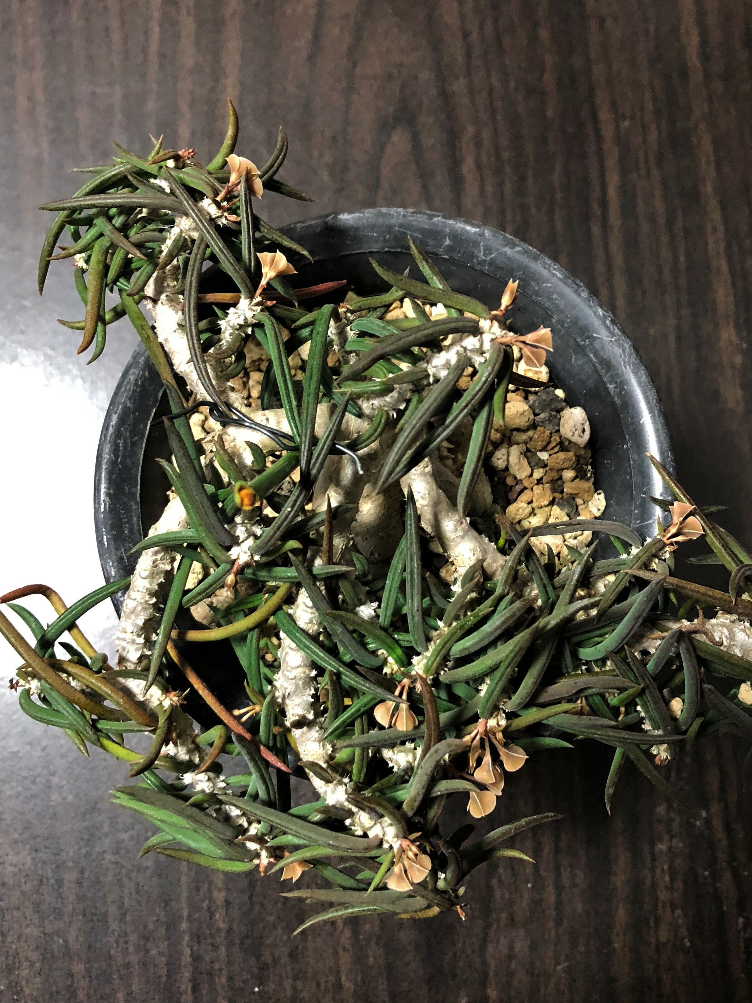 Euphorbia cylindrifolia ユーフォルビア・シリンドリフォリア