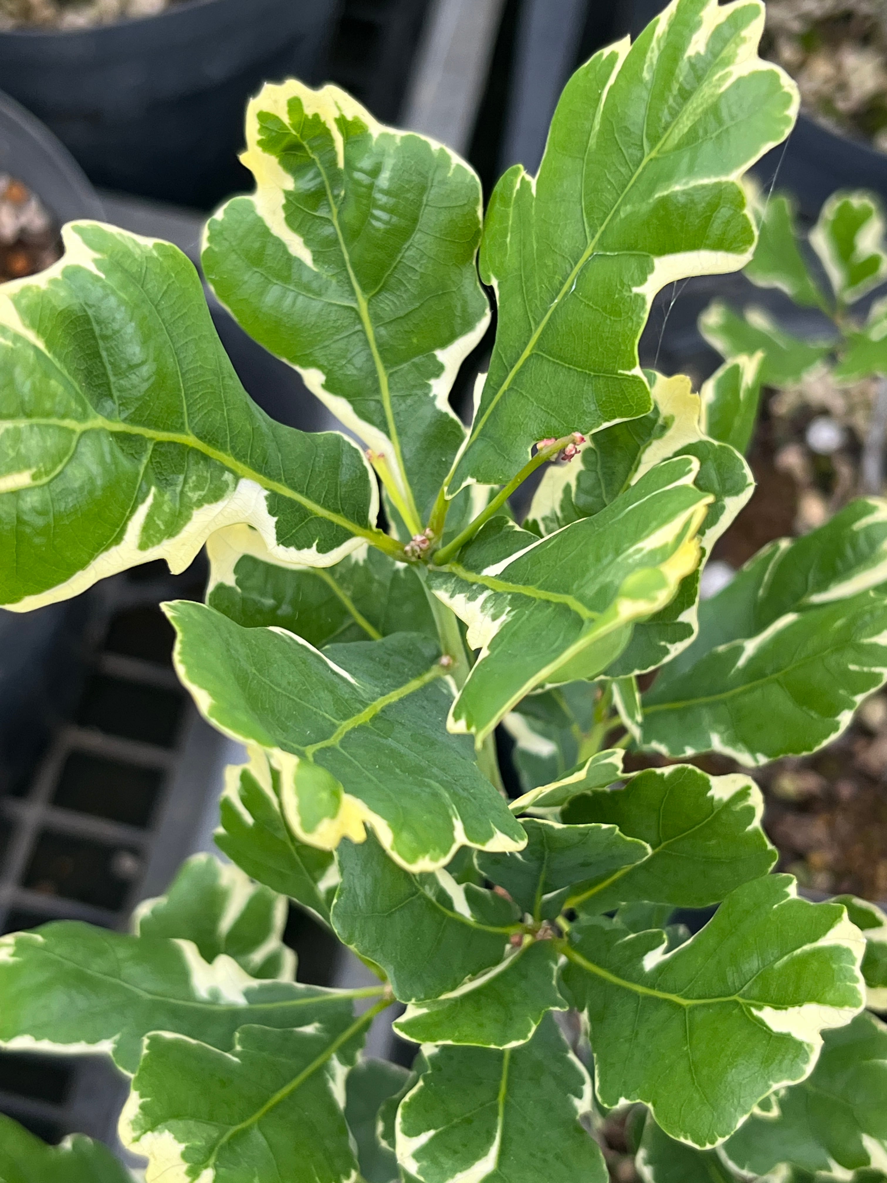 イギリスナラ'アルゲンテオマルギナータ' | 樹木好き！ I Love Trees