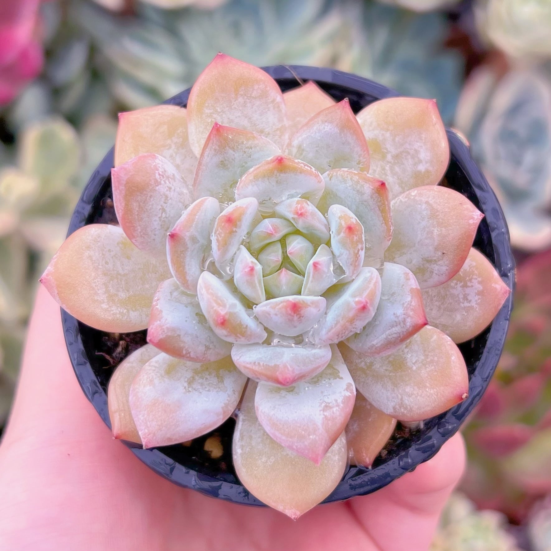 現品　玉芙蓉#701　るる農園