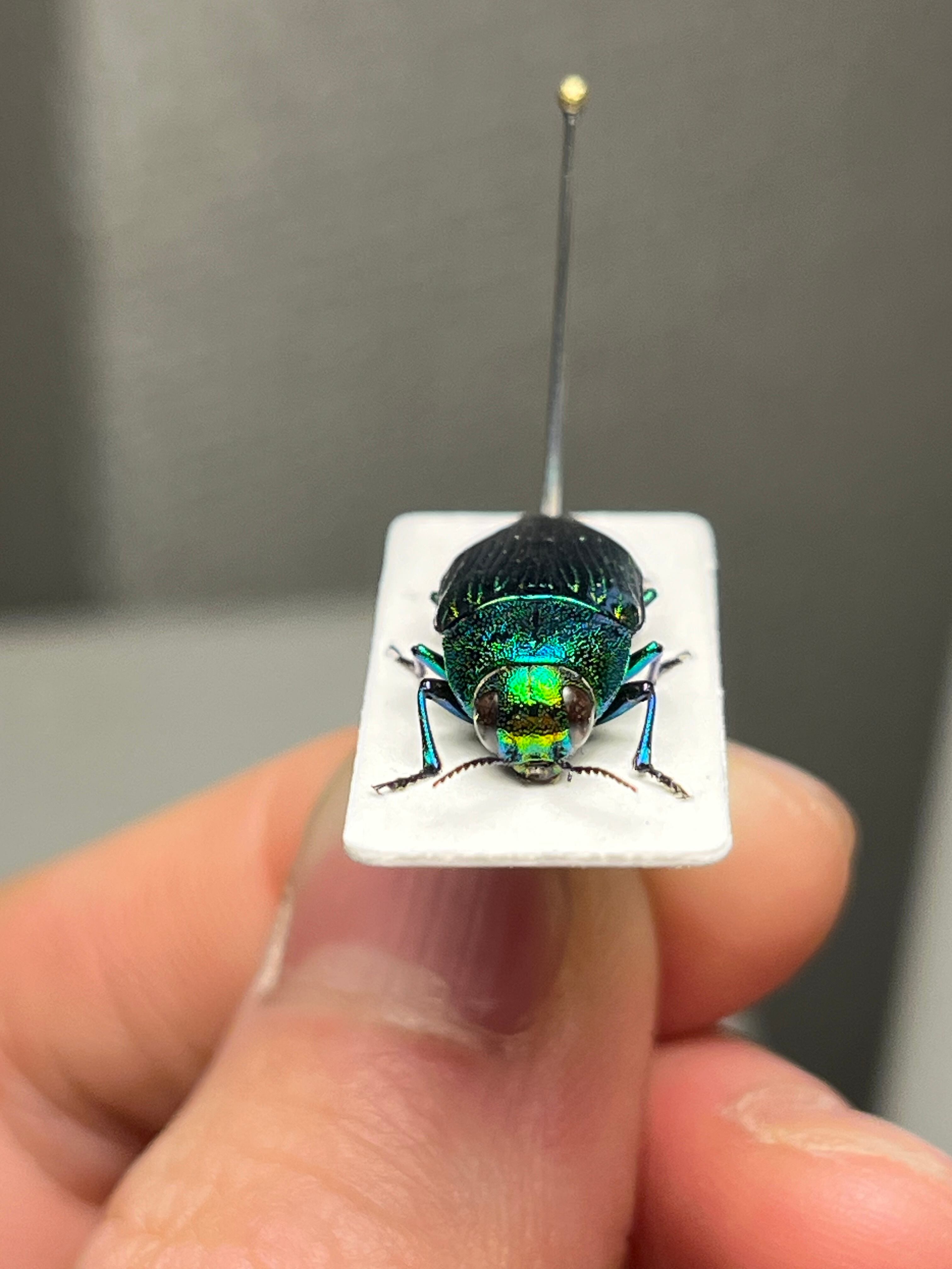 青玉虫最高峰】エゾアオタマムシ Bigサイズ 昆虫標本 コブハムシ