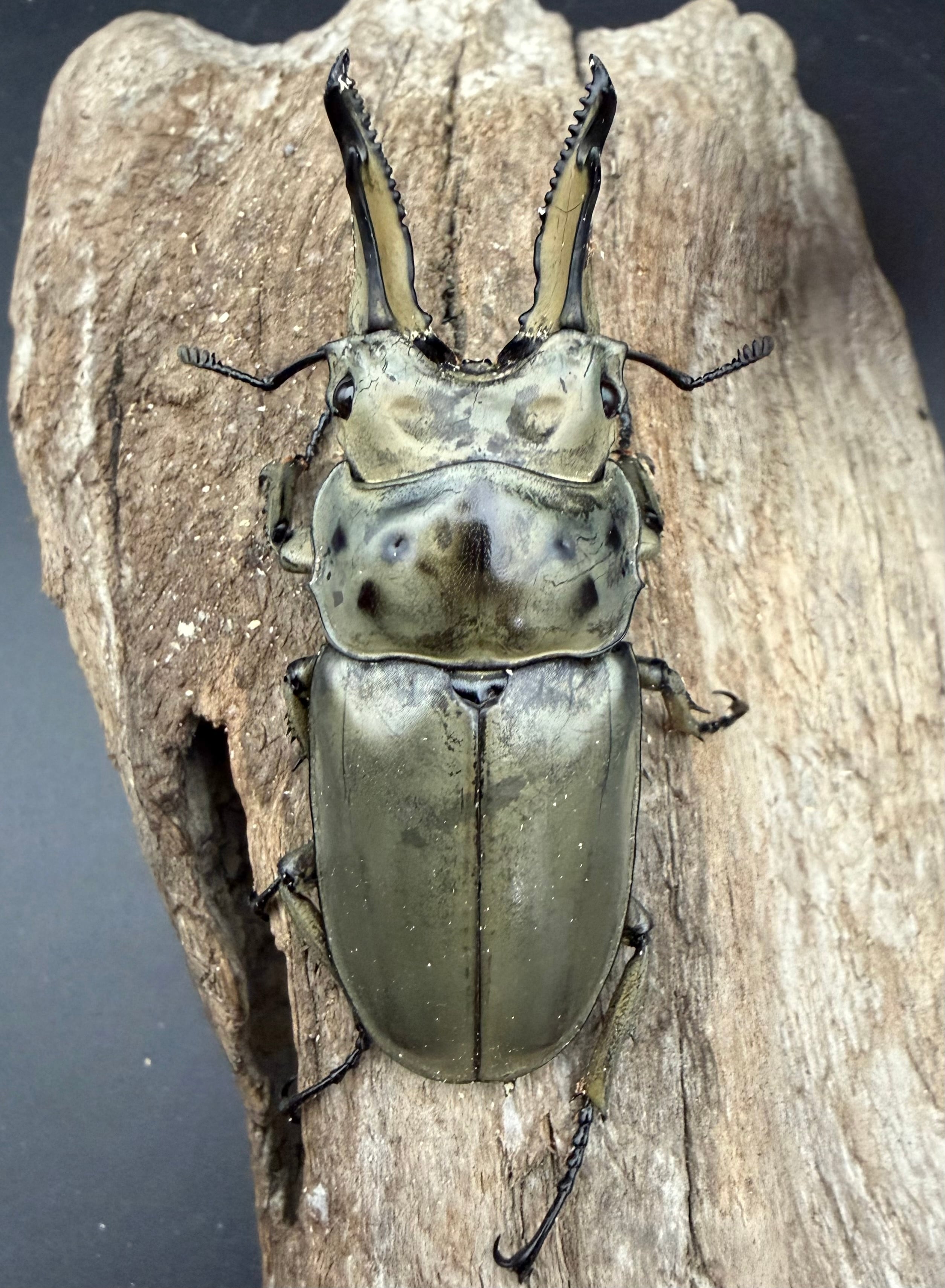 WD】《モセリオウゴンオニクワガタ ゲンティンハイランド産 70mm ペア