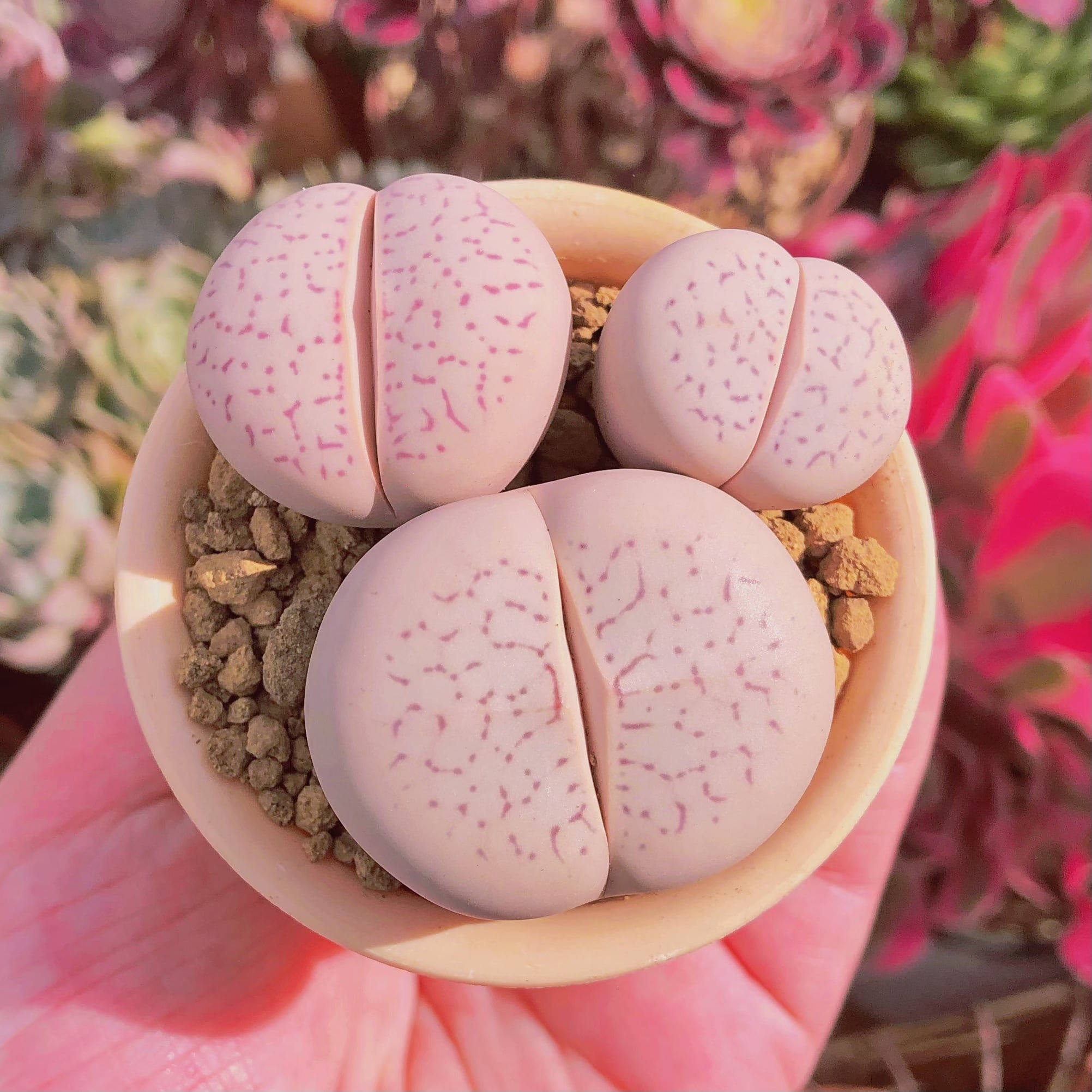 多肉植物　メセン　綾耀玉　3頭