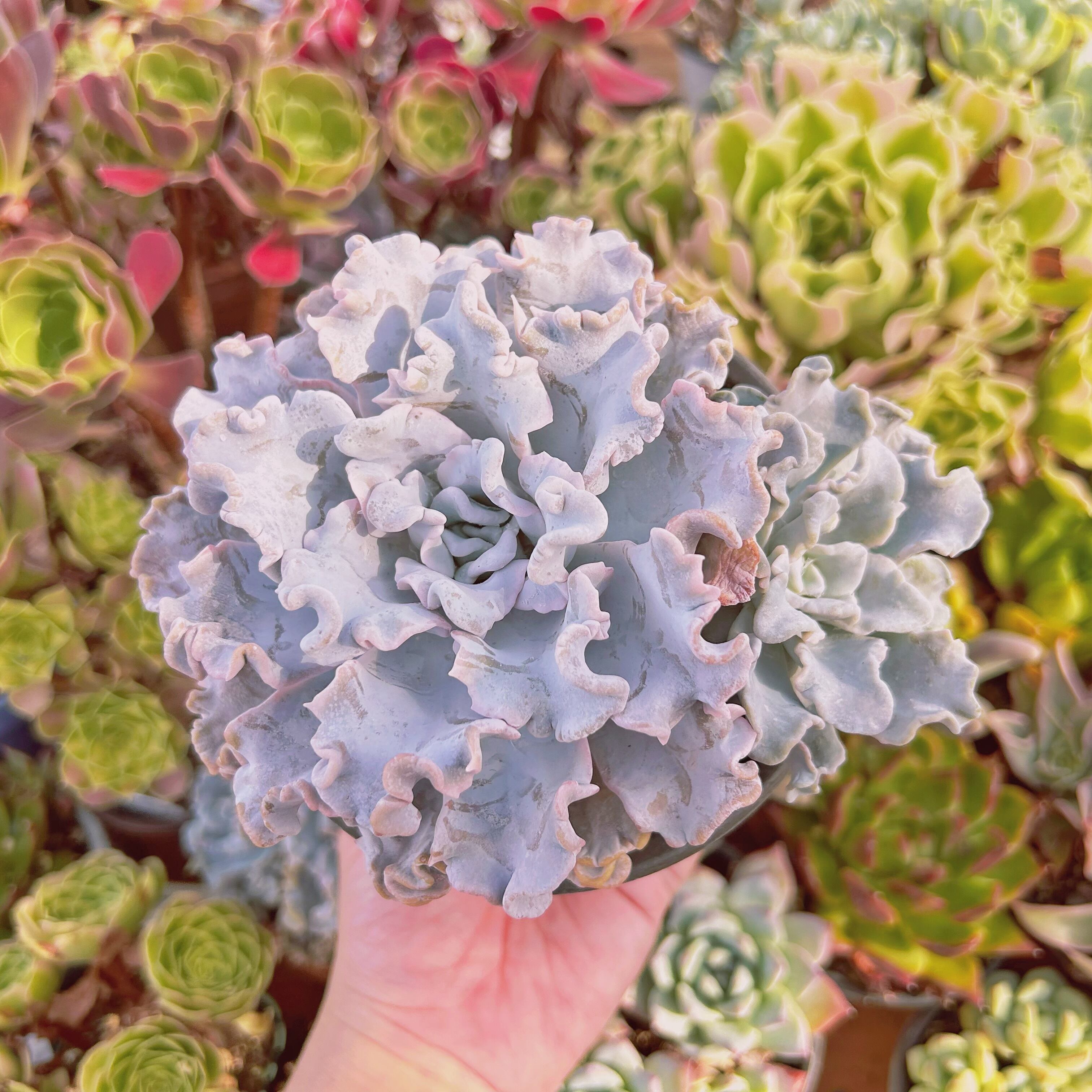 #747現物　多肉植物　クリスペートビューティー　特大　抜き苗