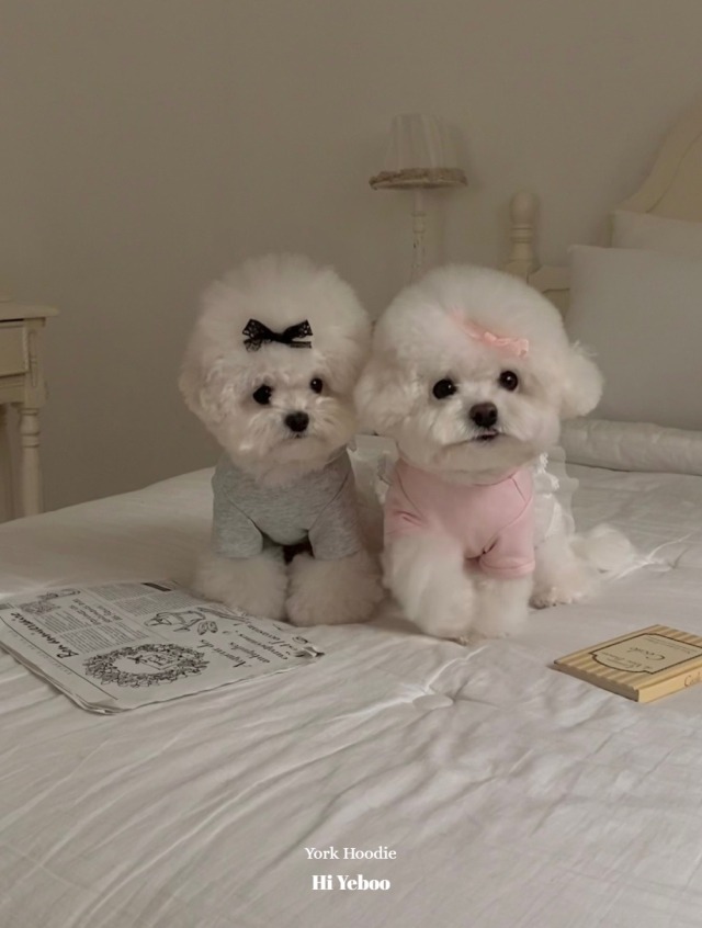 予約 【Hi Yeboo】York Hoodie (Grey/ Pink) Hairpin