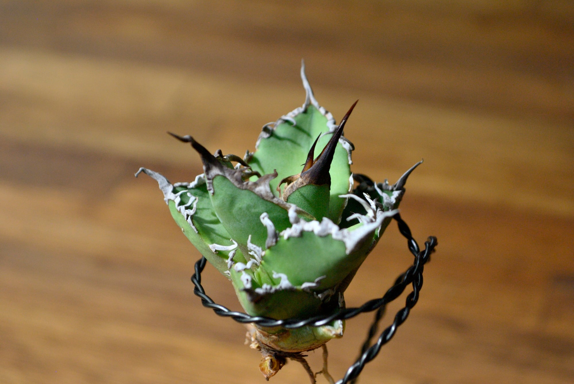 アガベ チタノタ シーザー 凱薩 | Agave Rocon