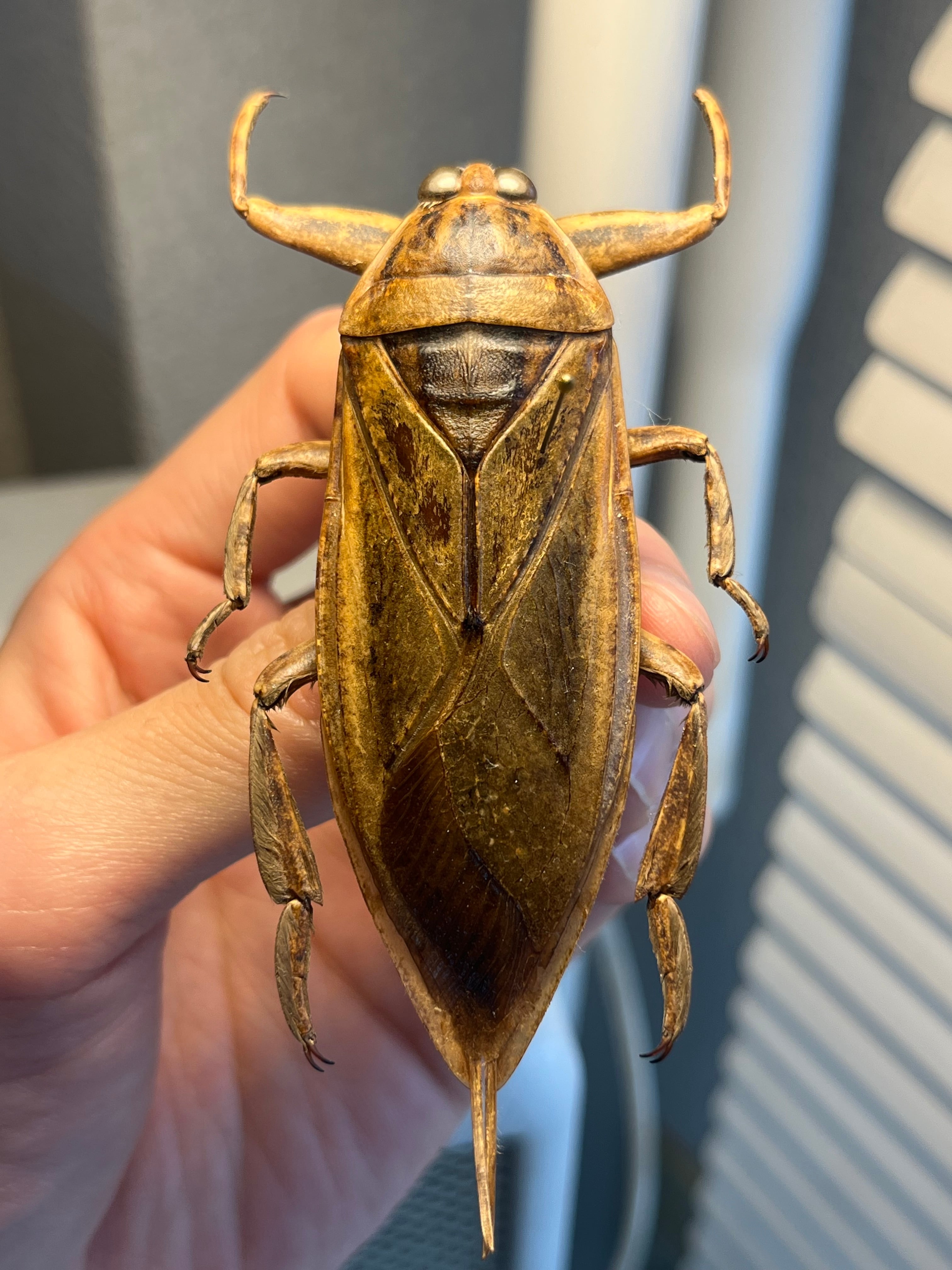 【田亀最大級】ナンベイオオタガメの昆虫標本 タランチュラムカデセンチピードサソリ 田亀最大級】ナンベイオオタガメの昆虫標本 タランチュラムカデ