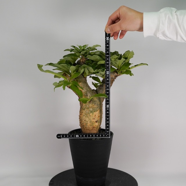 F46 セサモタムナス ブッセヌス 発根済み 現地球 タンザニア産