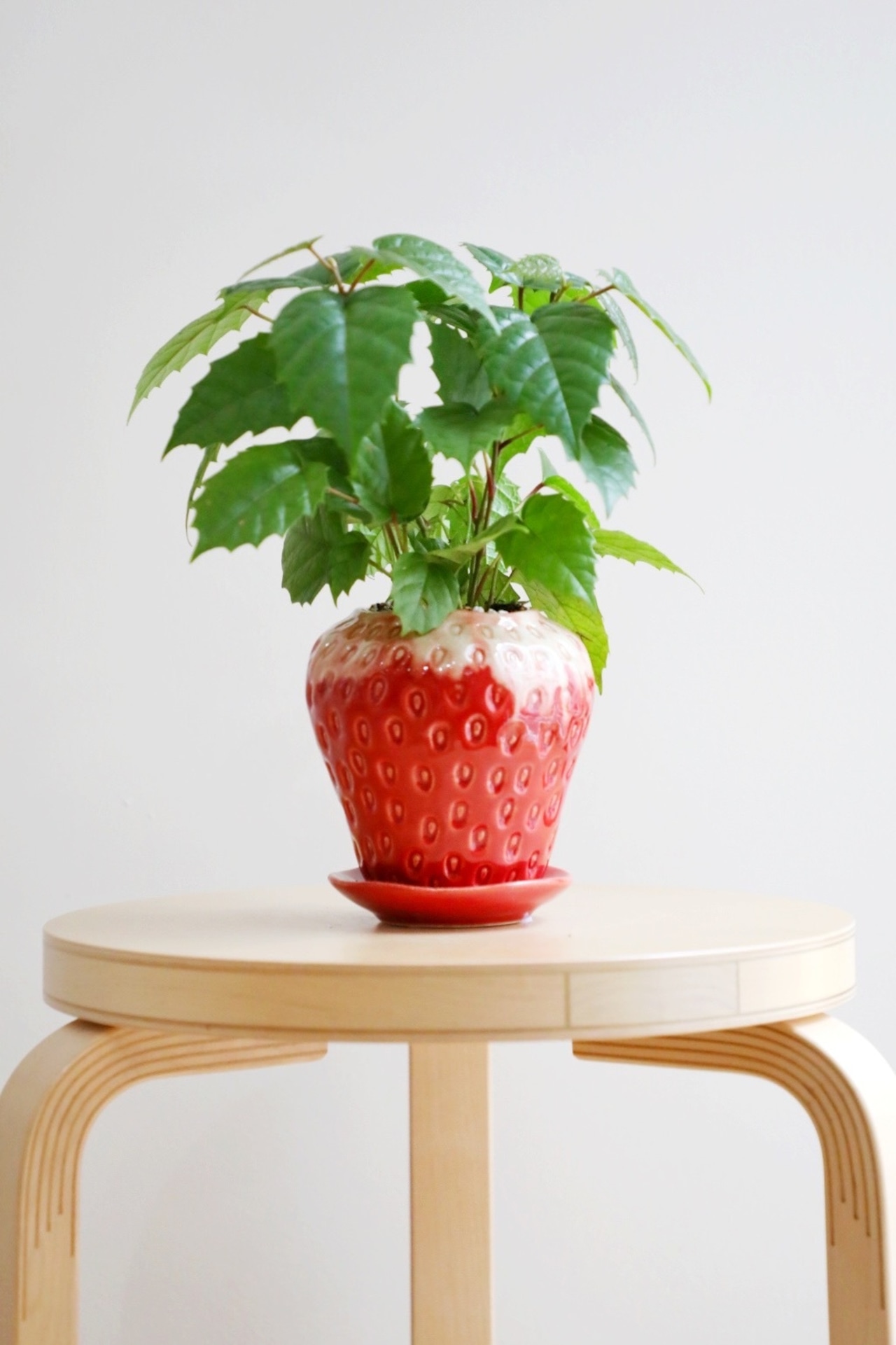 【S】カンガルーアイビー/Cissus antarctica