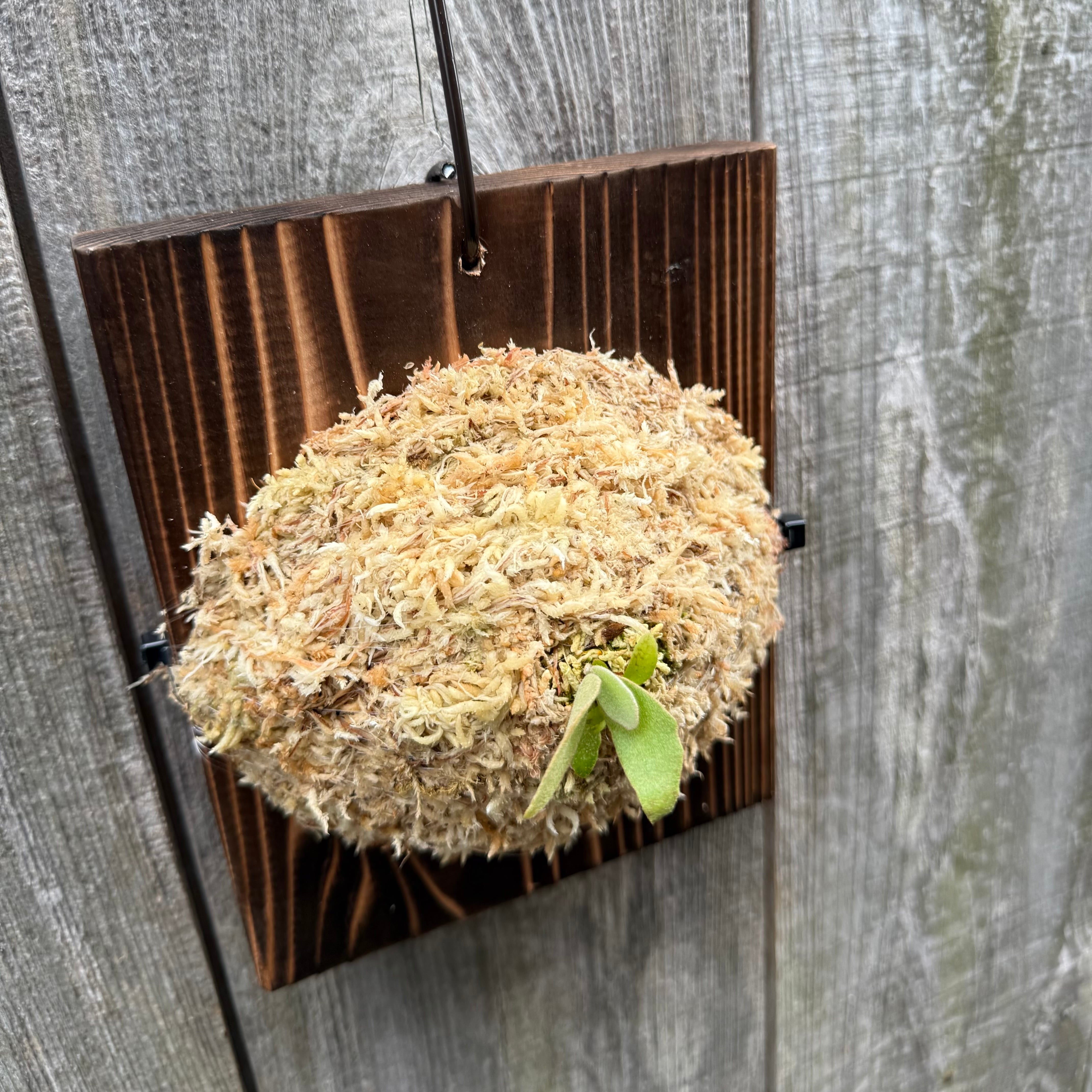 P.Triceratops (三角龍) pup | naturefix