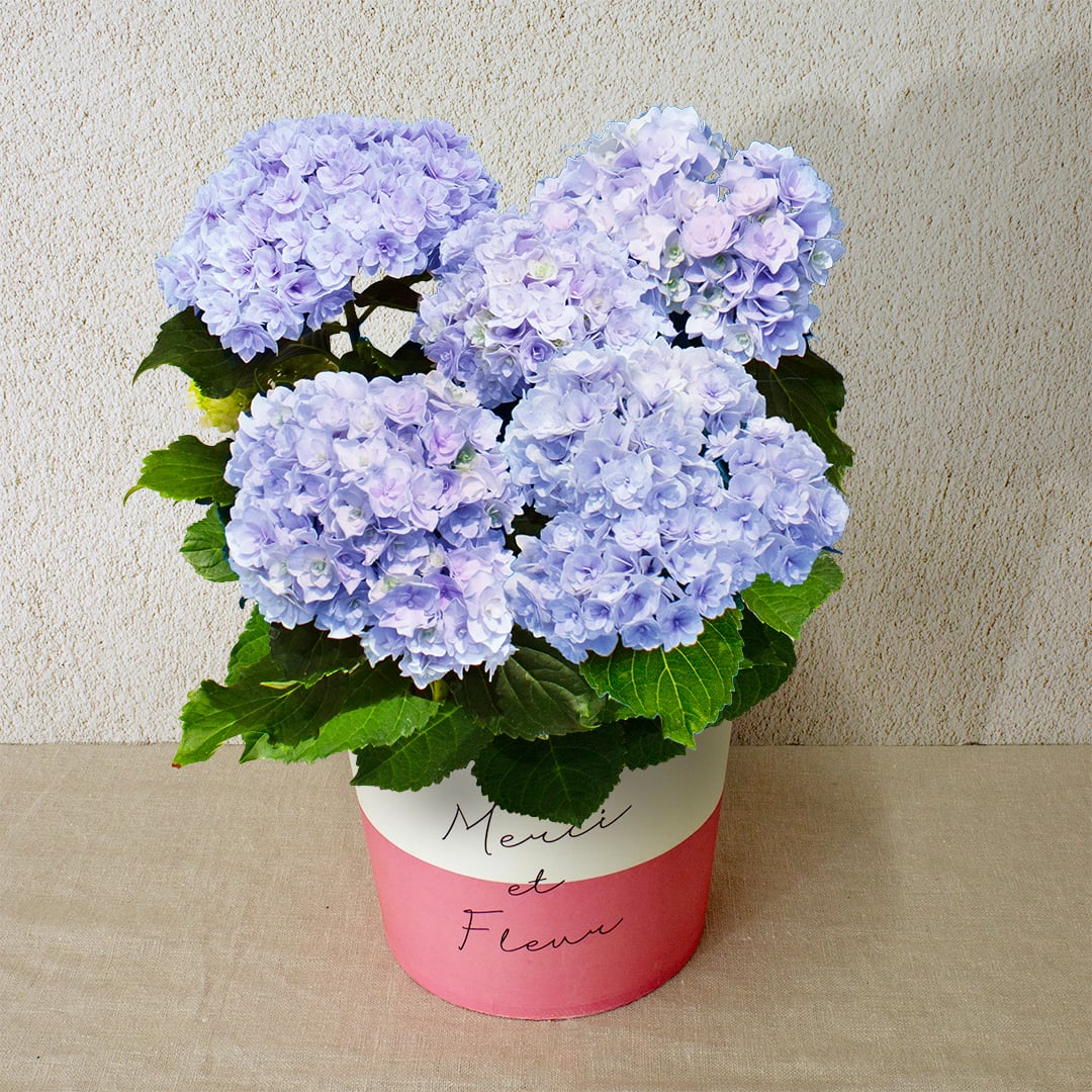 早割10%OFF【2026 Mother's Day HP₋4 アジサイ鉢植え(プリンセスシャーロット/5寸)】母の日|鉢植え|母の日ギフト|母の日 アジサイ|