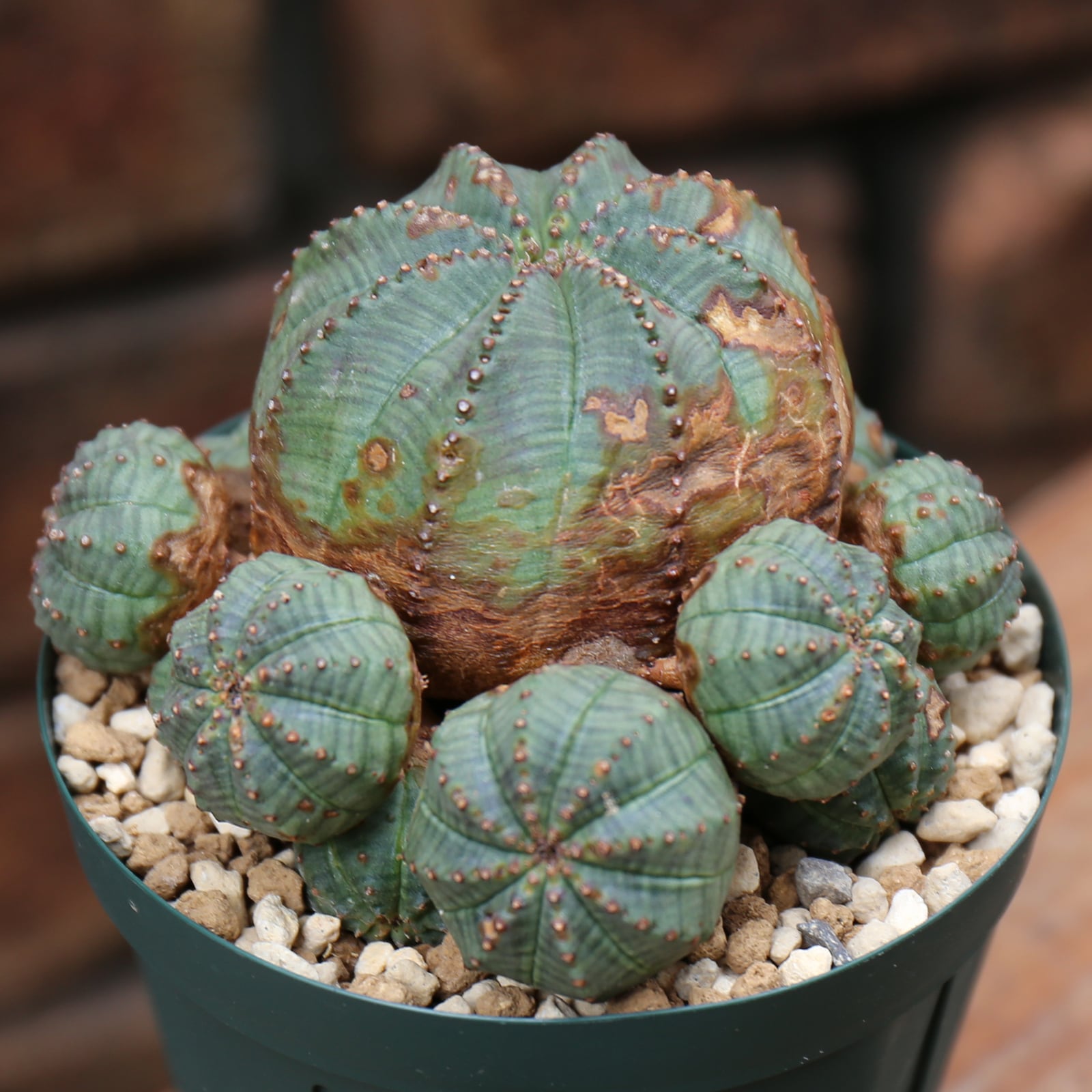 塊根植物Euphorbia obesaユーフォルビア オベサ群生10株-