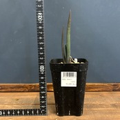 アロエ　スザンナエ【244】