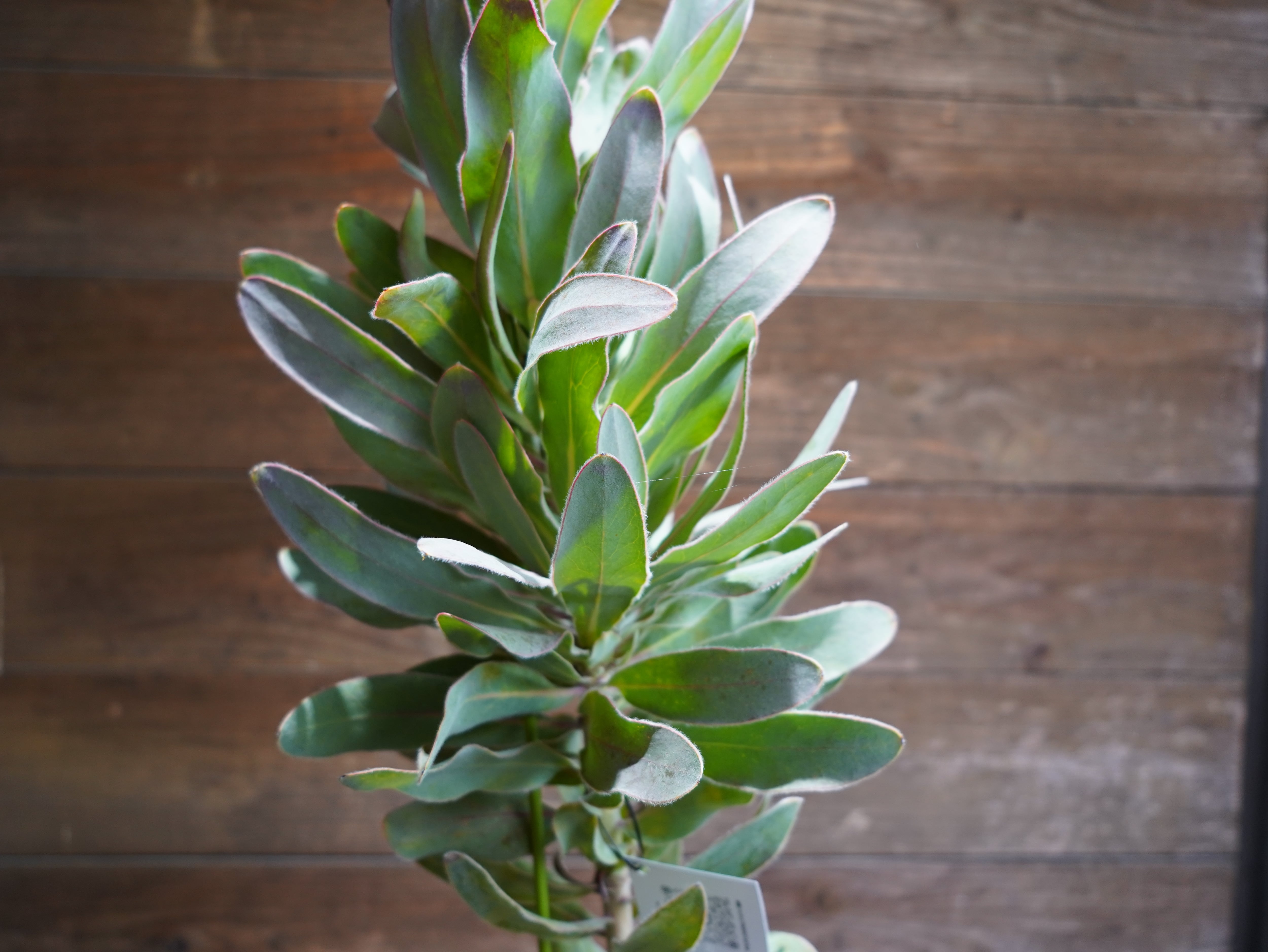 【現物】プロテア ”シルビア”　C