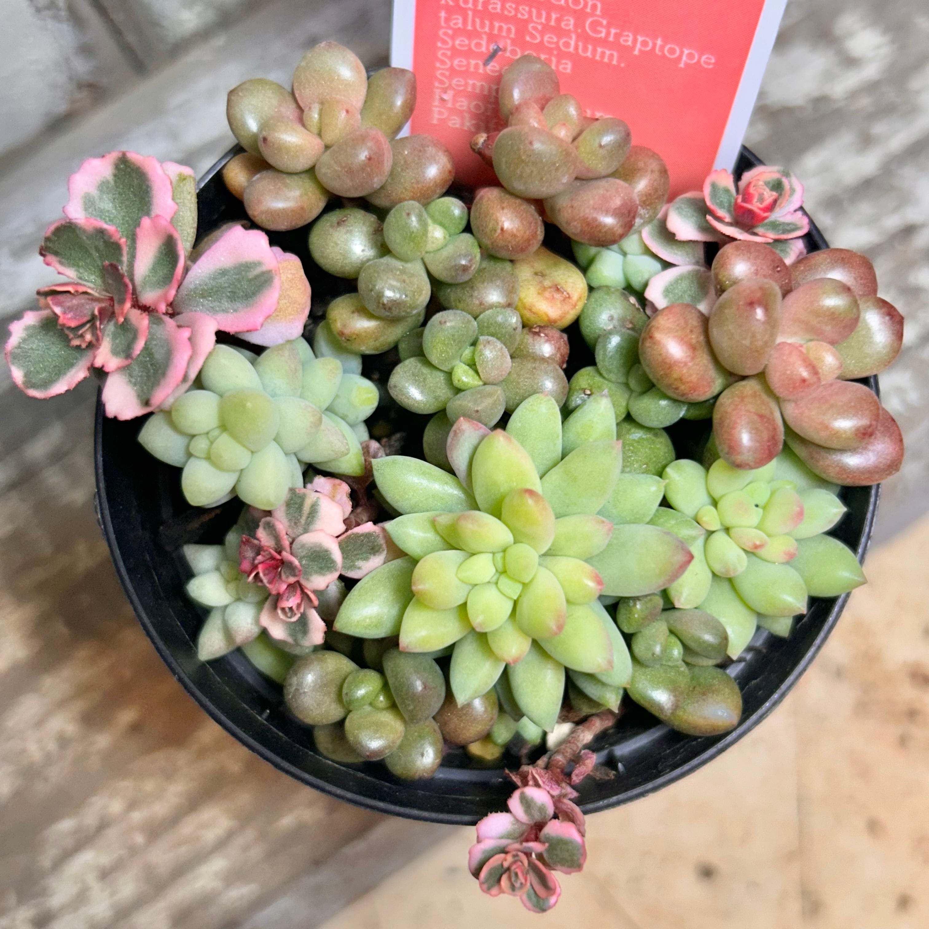 購入済み　No32 メキシコプリドニス×乙女心　カット　ネコポス発送　多肉 購入済み No32 メキシコプリドニス×乙女心 カット ネコポス発送 多肉