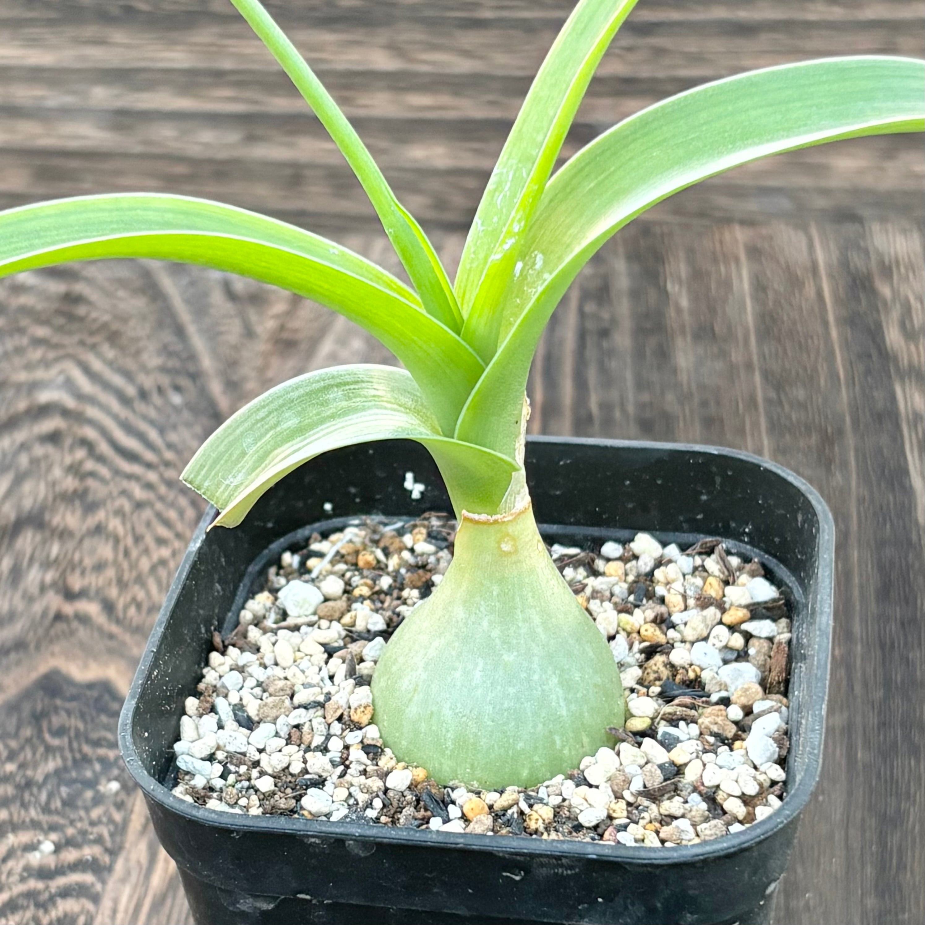 reserved】Billbergia 'Dark Prince'〔ビルベルギア〕現品発送B0255