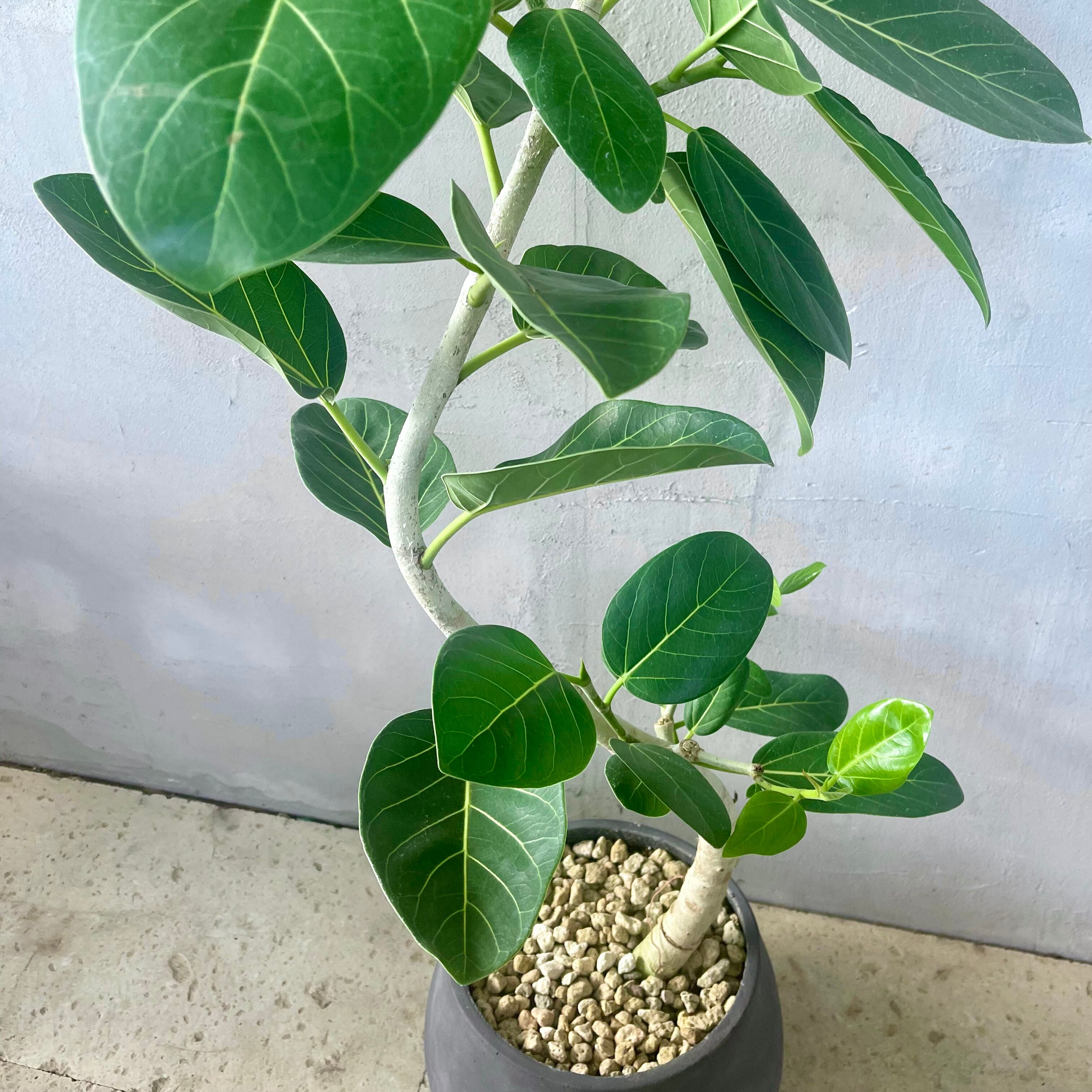 大型 フィカス ベンガレンシス 曲がり仕立て 陶器鉢 植え込み発送  