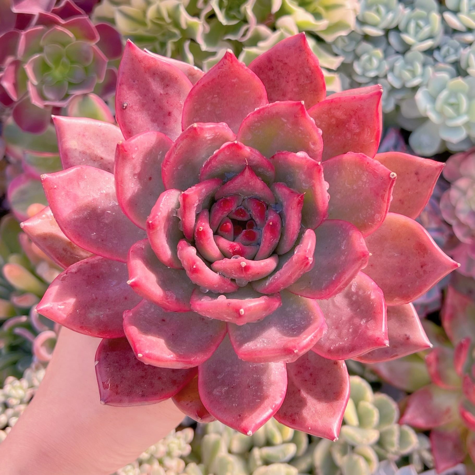 現品　アメストロー#656  直径15cm大苗　るる農園