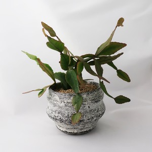鳥居明生  plant pot/no,50リプサリス アキプテラルブラ
