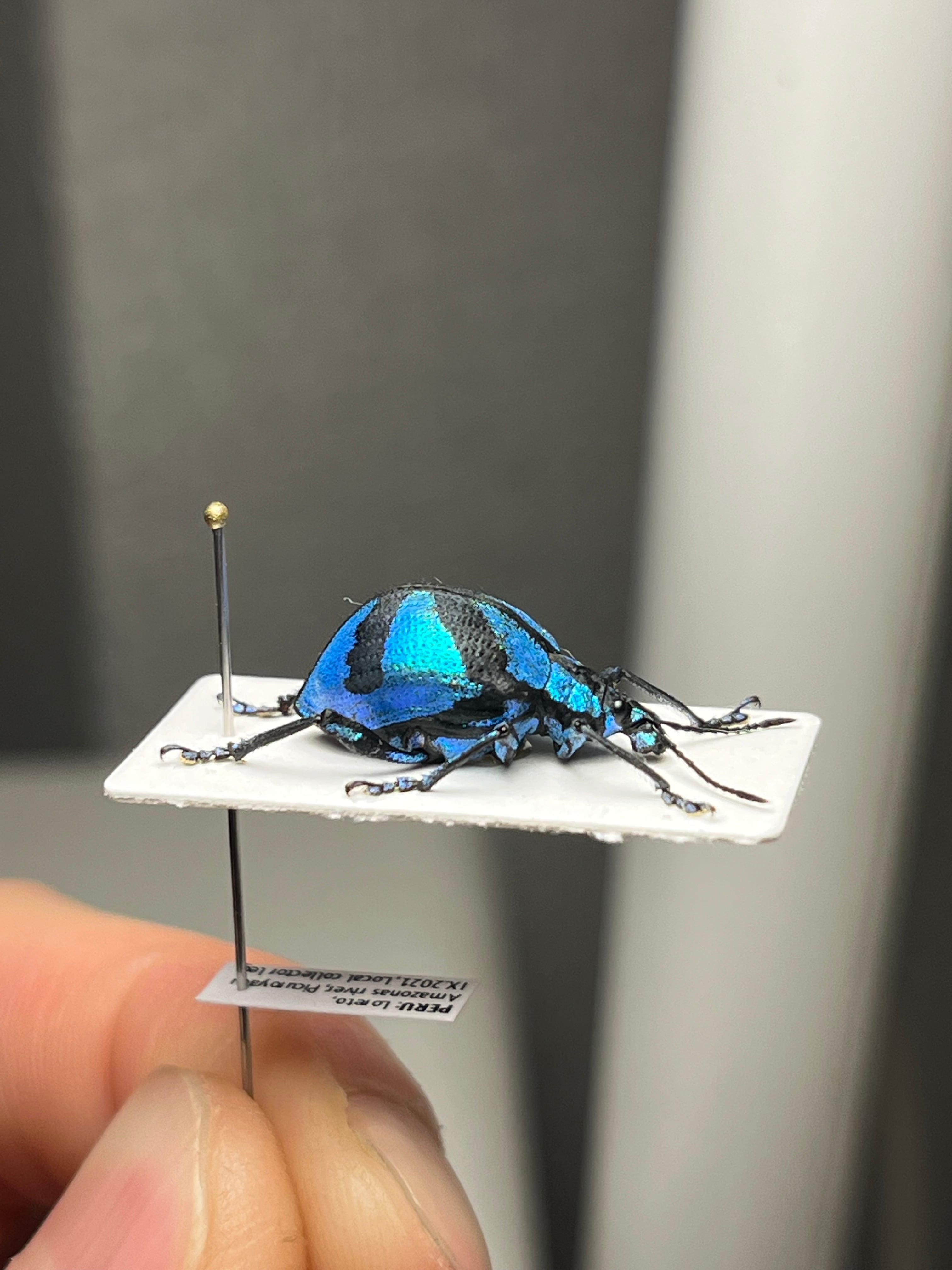 16mm】メタリックブルーゾウムシ ペルー産 昆虫標本Polyteles タマムシ