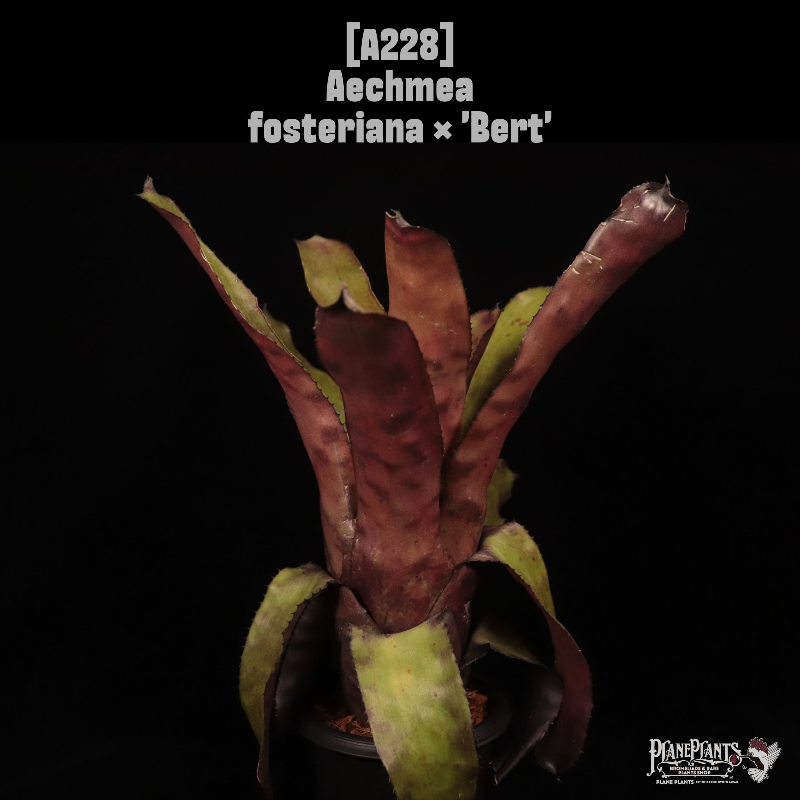 Aechmea fosteriana × 'Bert'〔エクメア〕A228