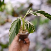 Banana Musa Ae Ae② / ムサ アエアエ (斑入バナナ)