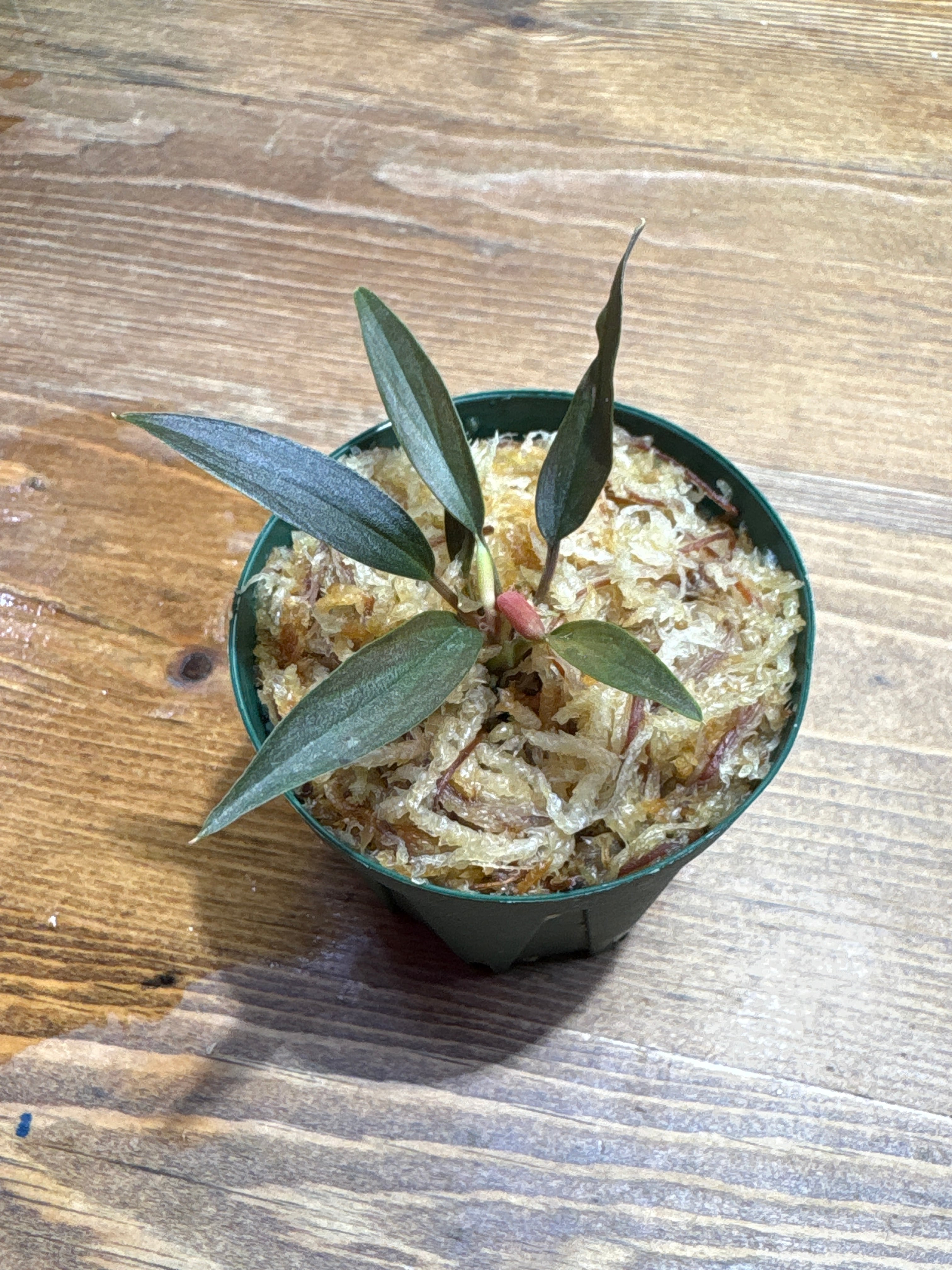 ホマロメナ | Plants Base