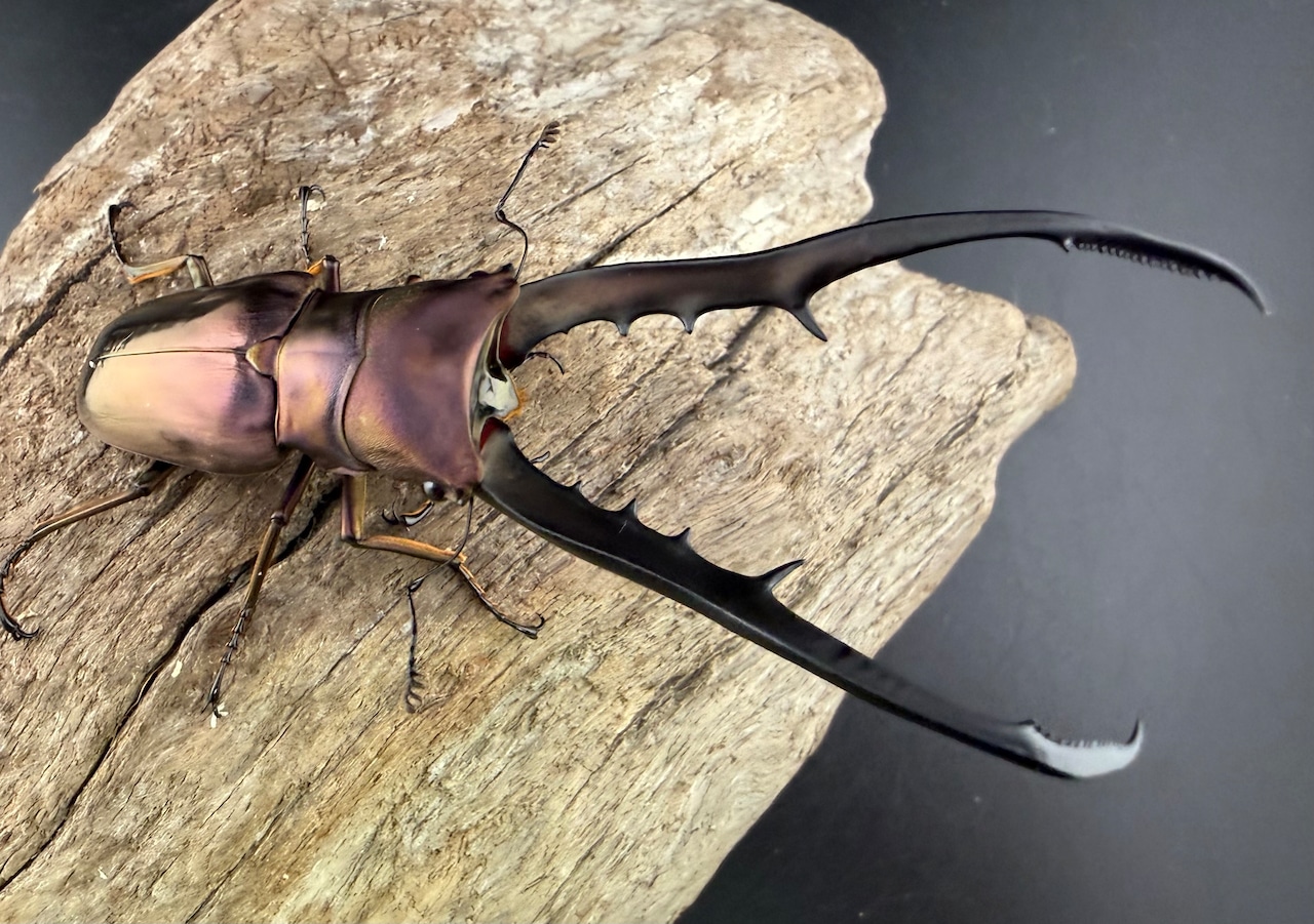 【美麗】《メタリフェルホソアカクワガタ亜種フィナエ 86mm ペア》セルヴォラン氏ブリード個体