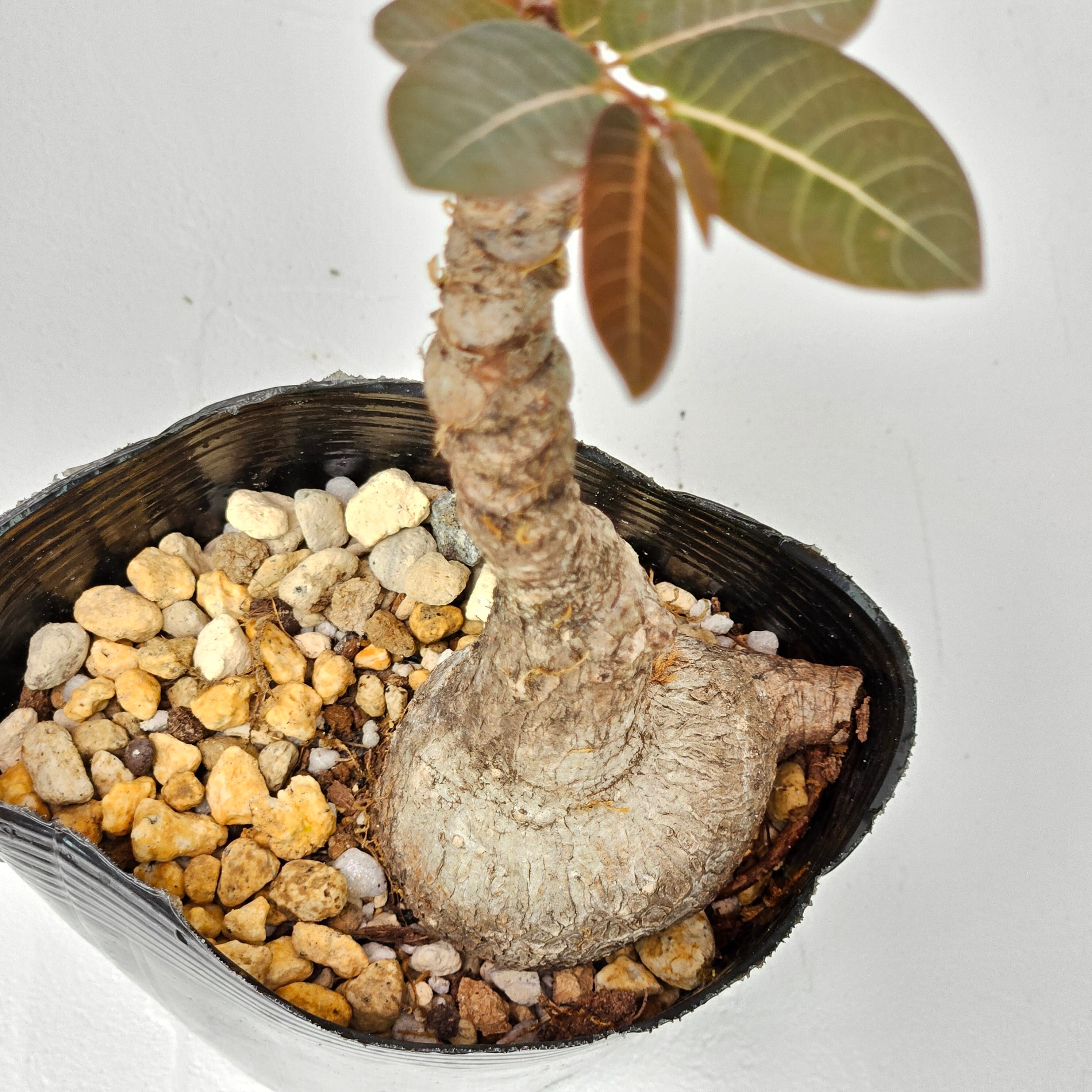 １点物現品販売です。斑入りモンステラ・タイコンステレーション８号鉢 楽天市場】希少 斑入り モンステラ タイコンステレーション 【現品販売