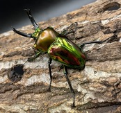 《ニジイロクワガタ Free ♂♀♀トリオ》