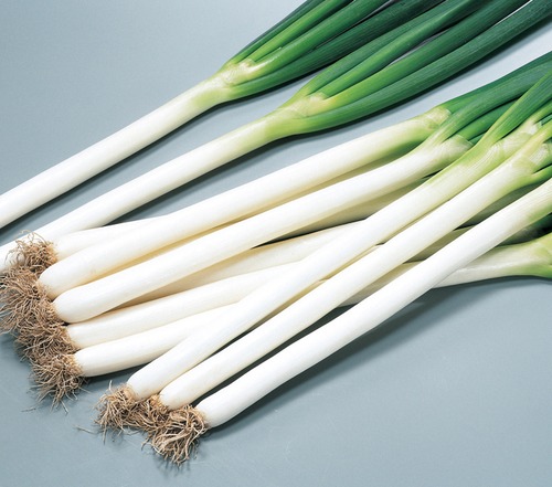ネギ「夏扇４号」（小袋） 画像