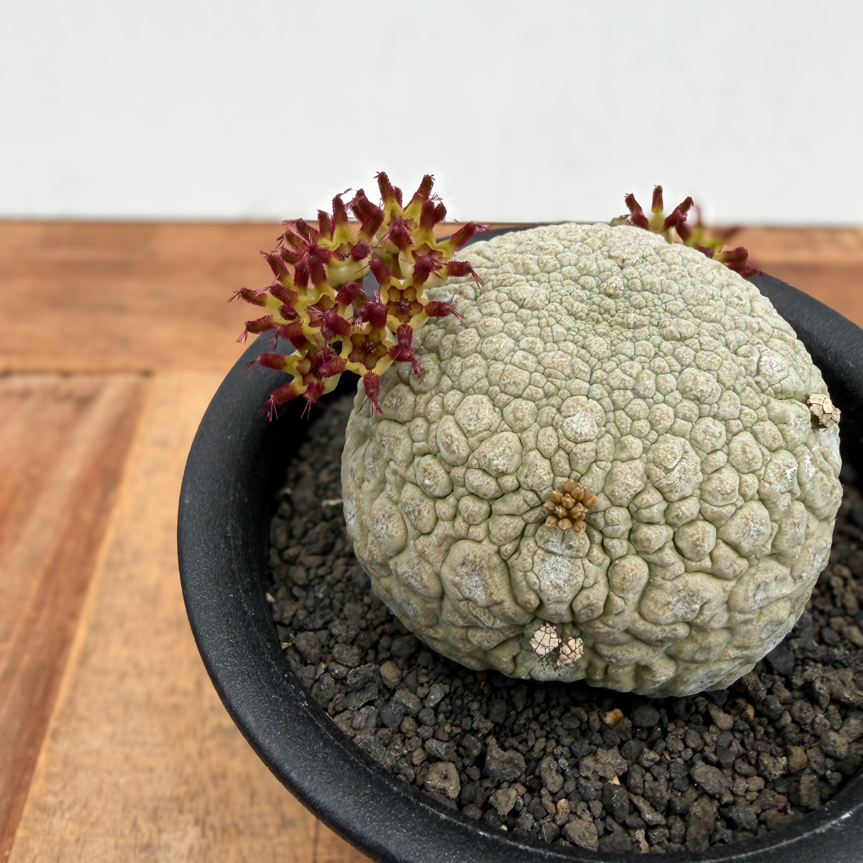 Pseudolithos migiurtinus 【プセウドリトス・ミギウルティヌス・実生