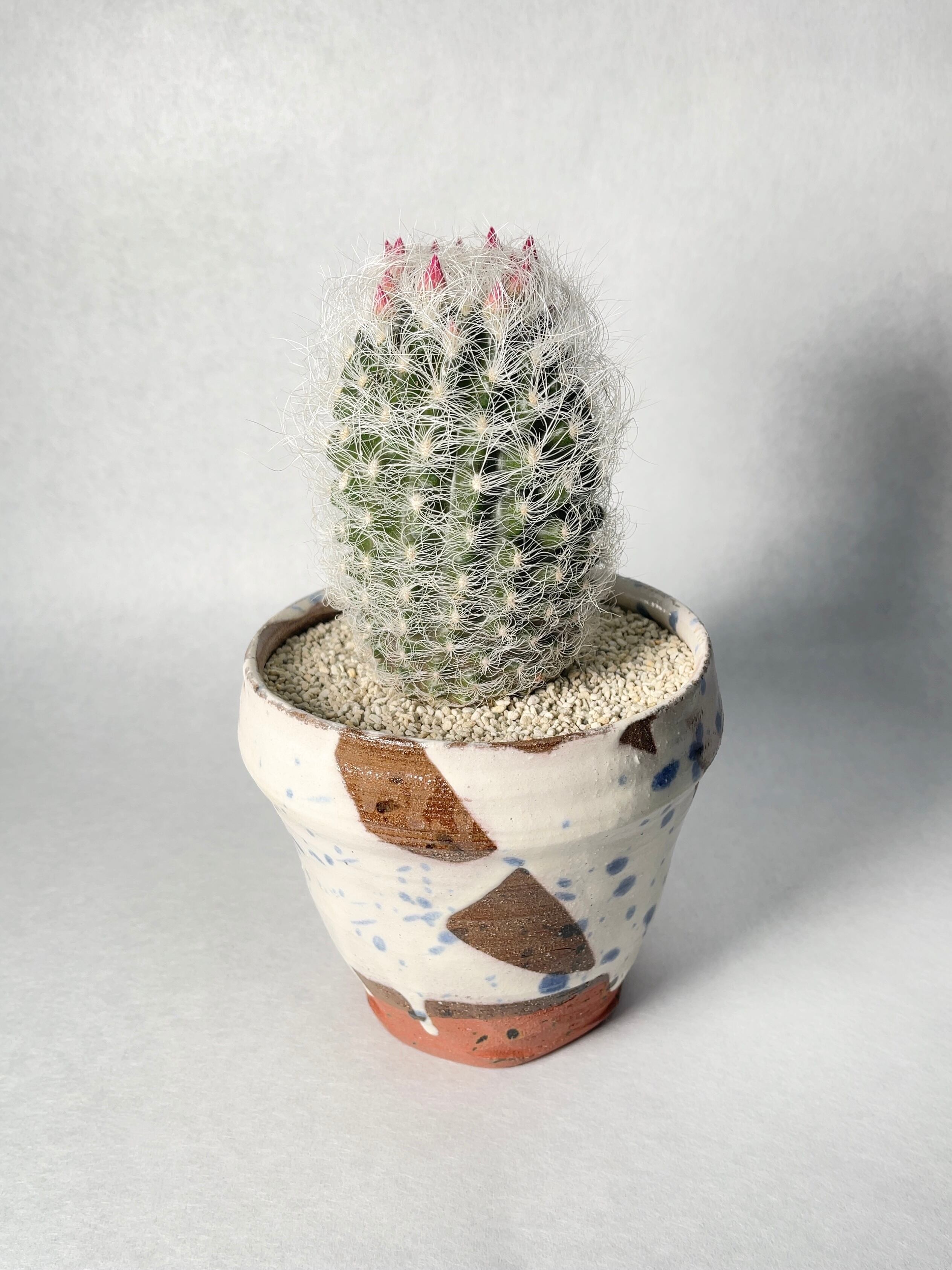 エリオシケ・白翁玉 | trigger