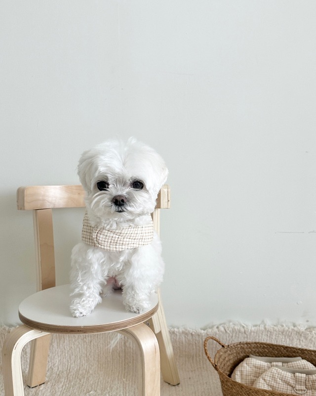 〈即納アイテム〉EYOU / キルトチェックハーネス