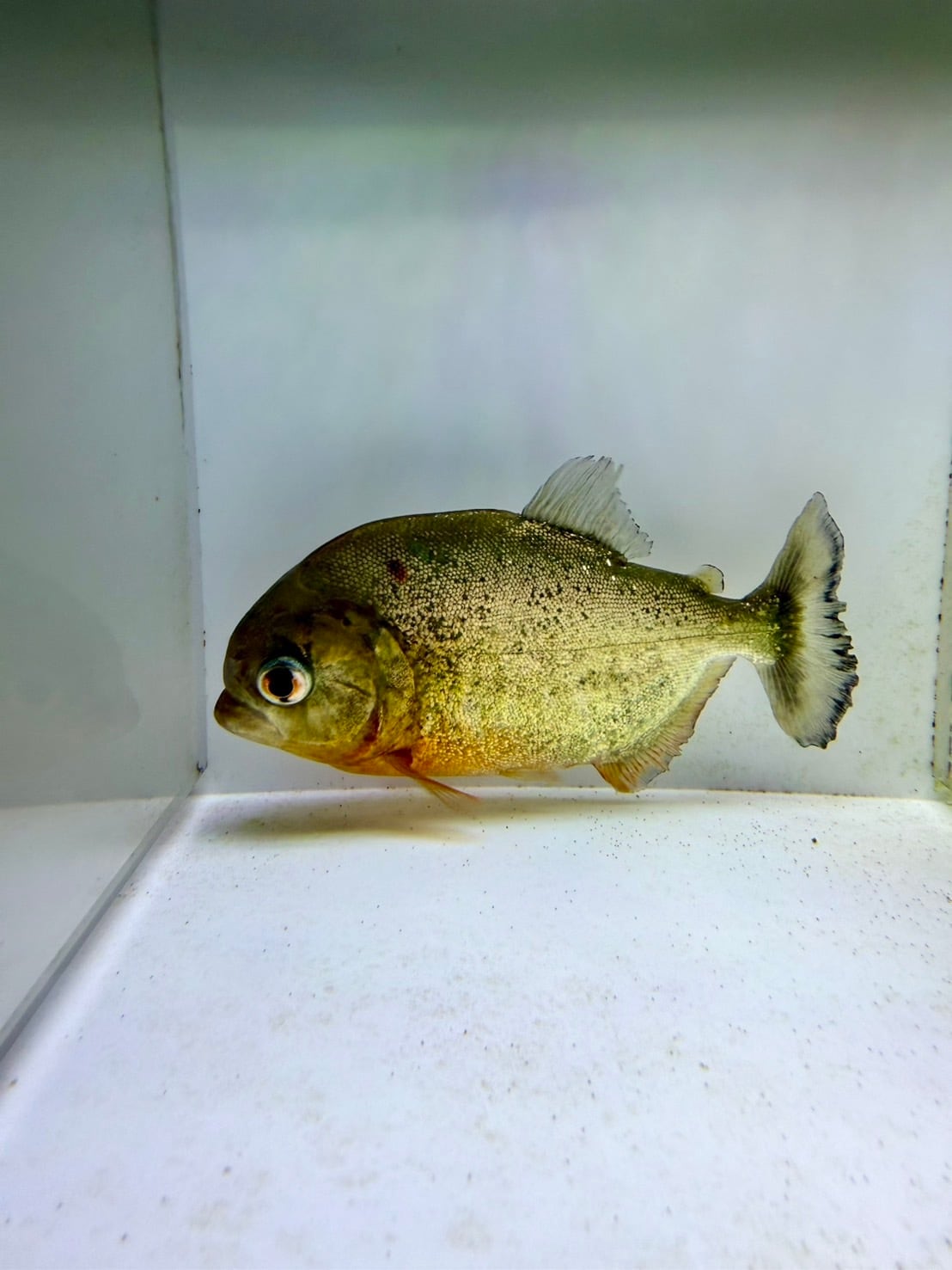 ピラニアナッテリー | THE AQUARIUM ISE