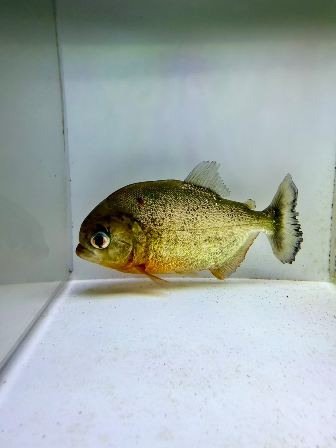 ピラニアナッテリー - 2