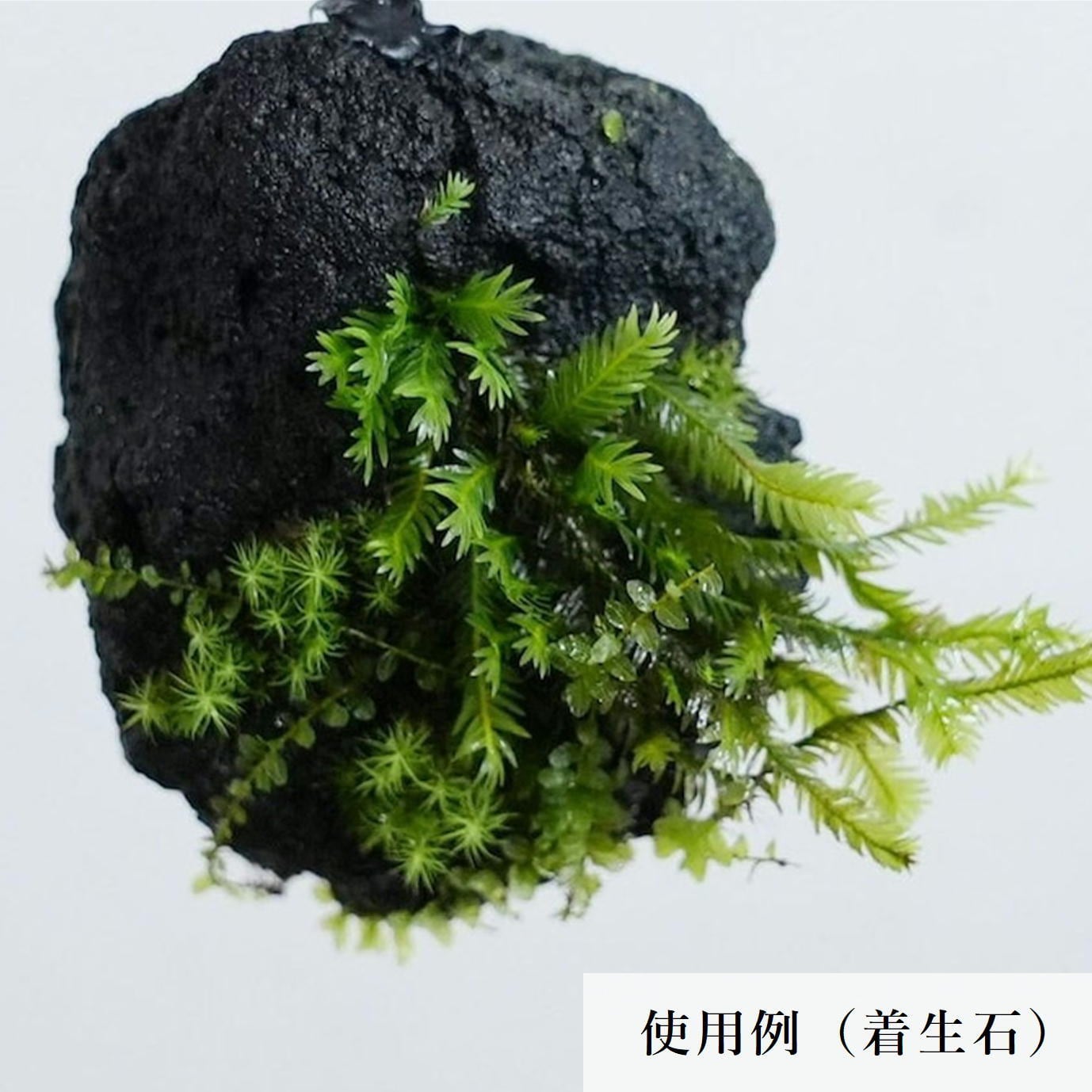 溶岩石 Lサイズ（6〜9cm）2〜3個入り【レイアウト用・着生用】 | 苔